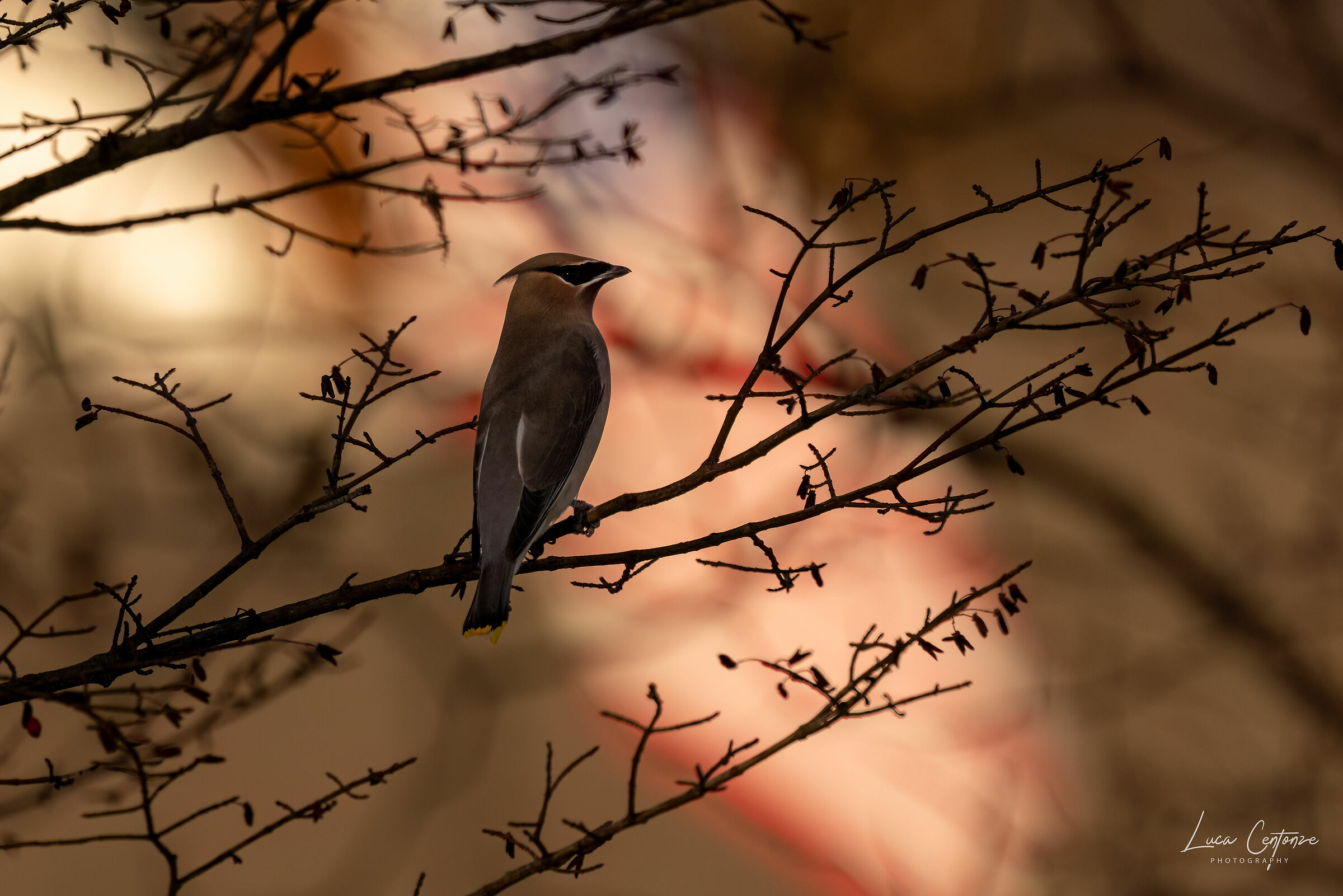 Cedar Waxwings (Bombycilla cedrorum)