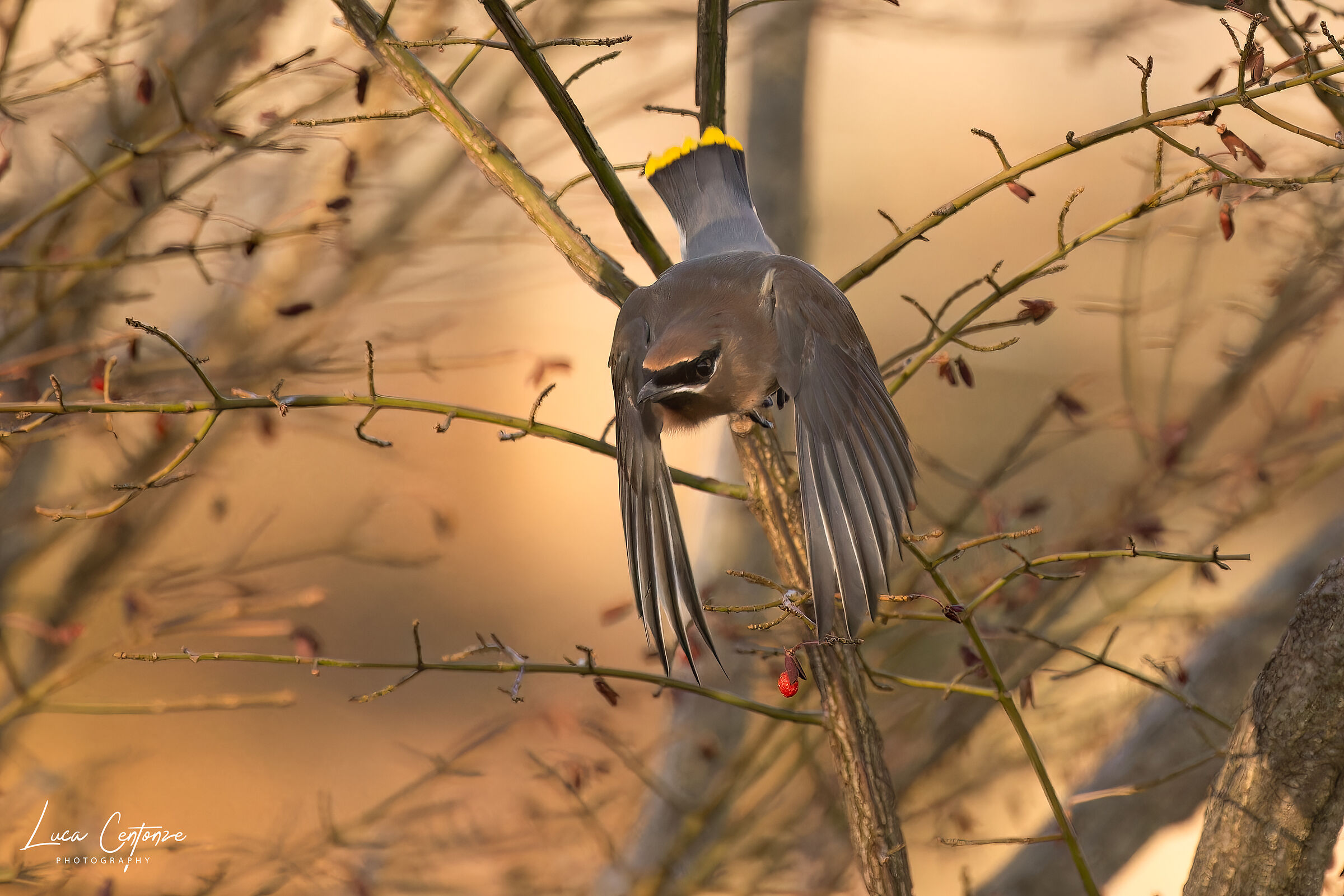 Cedar Waxwings (Bombycilla cedrorum)
