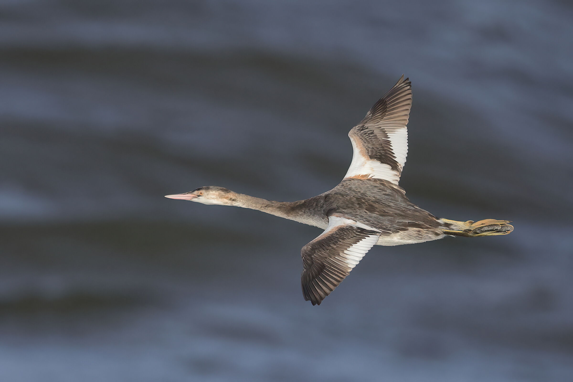 The Flight of the Grebe
