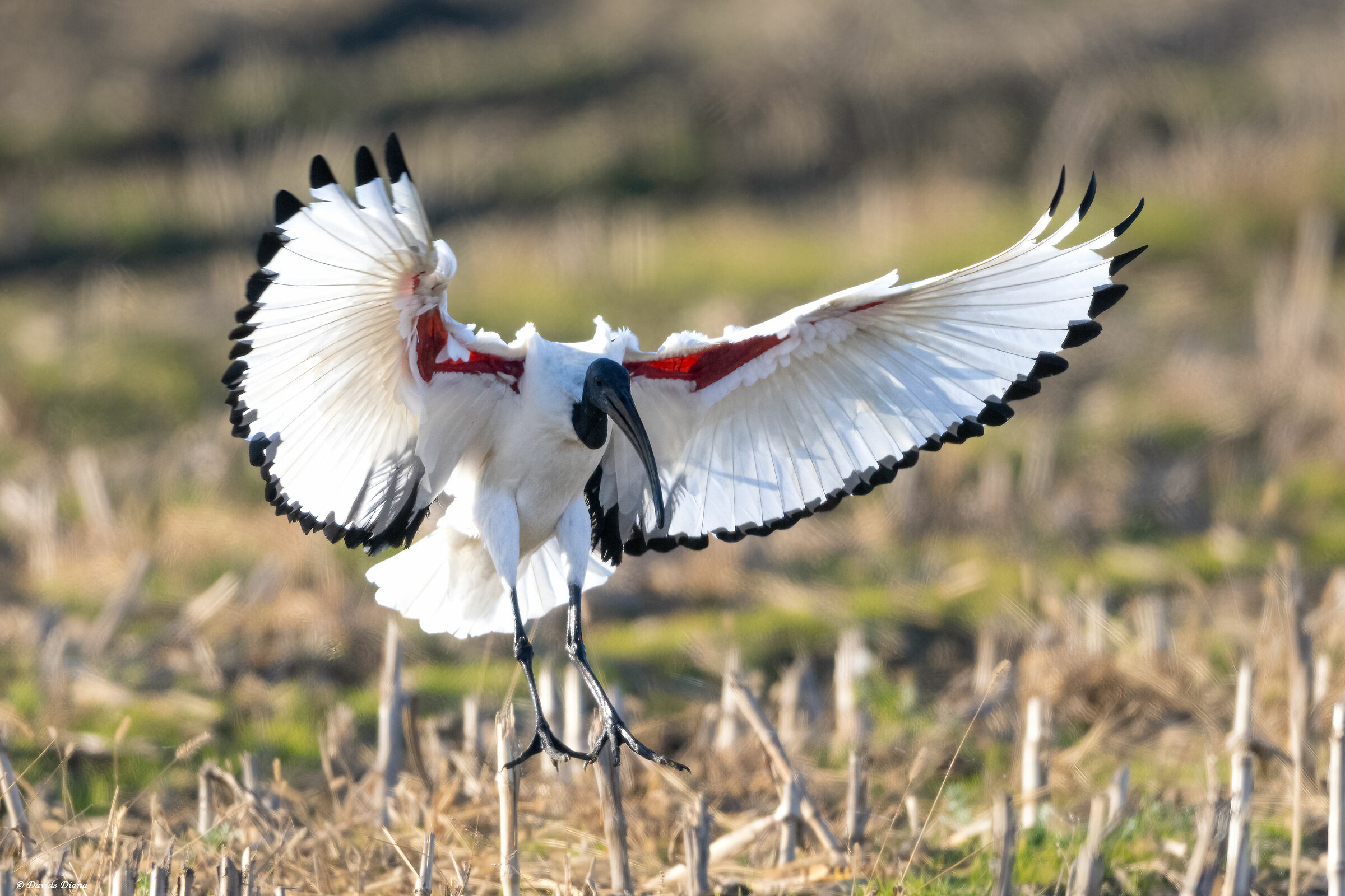 Sacred Ibis