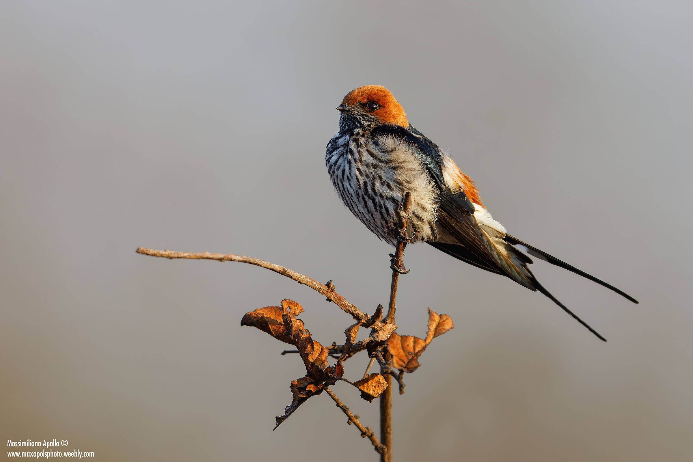 Rondine striata minore..