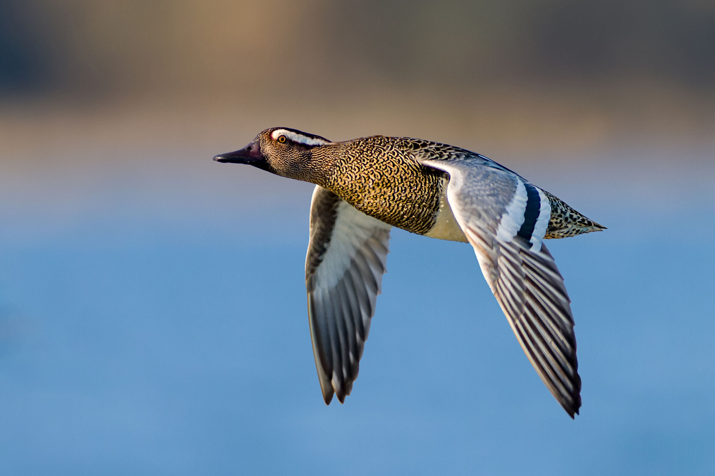 Garganey