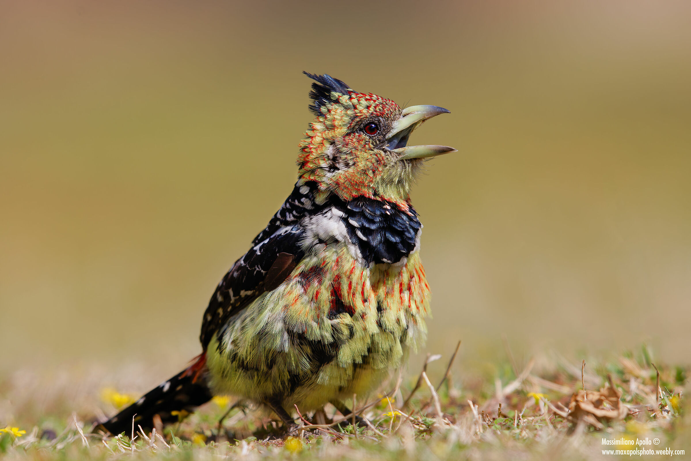Barbetto crestato..