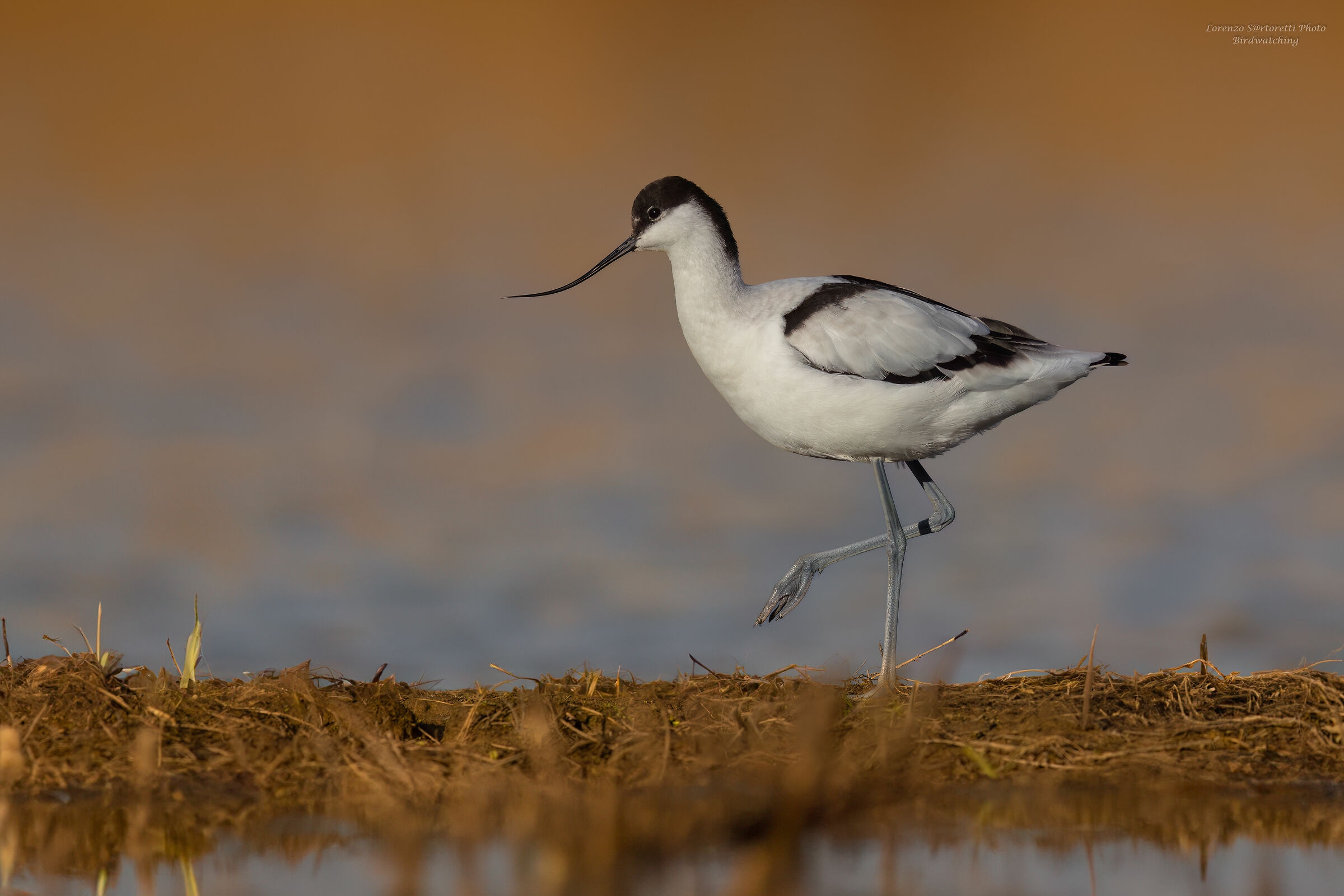Avocetta