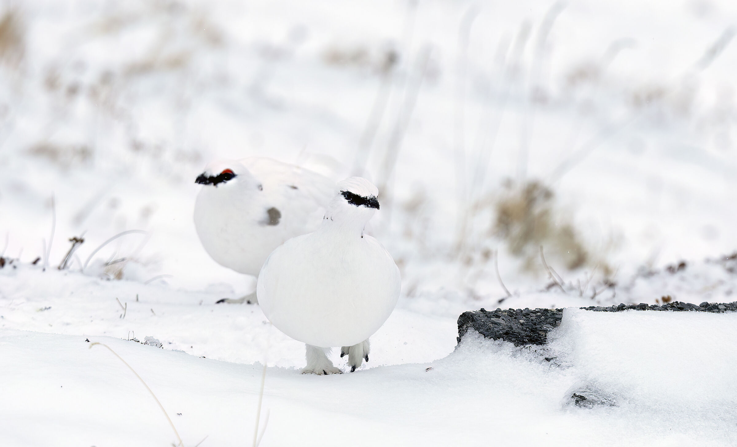 Ptarmigans November 2023