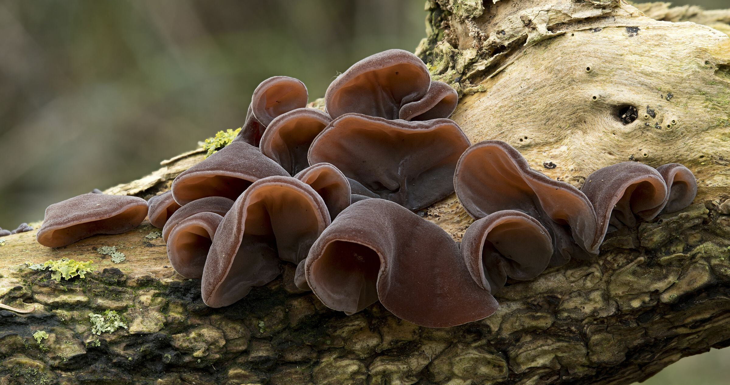 Orecchio di gelatina