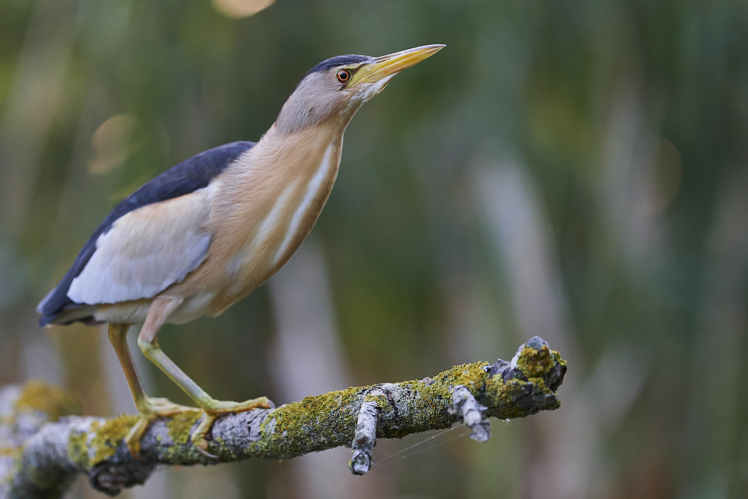 Little Bittern ( Ixobrychus minutus )