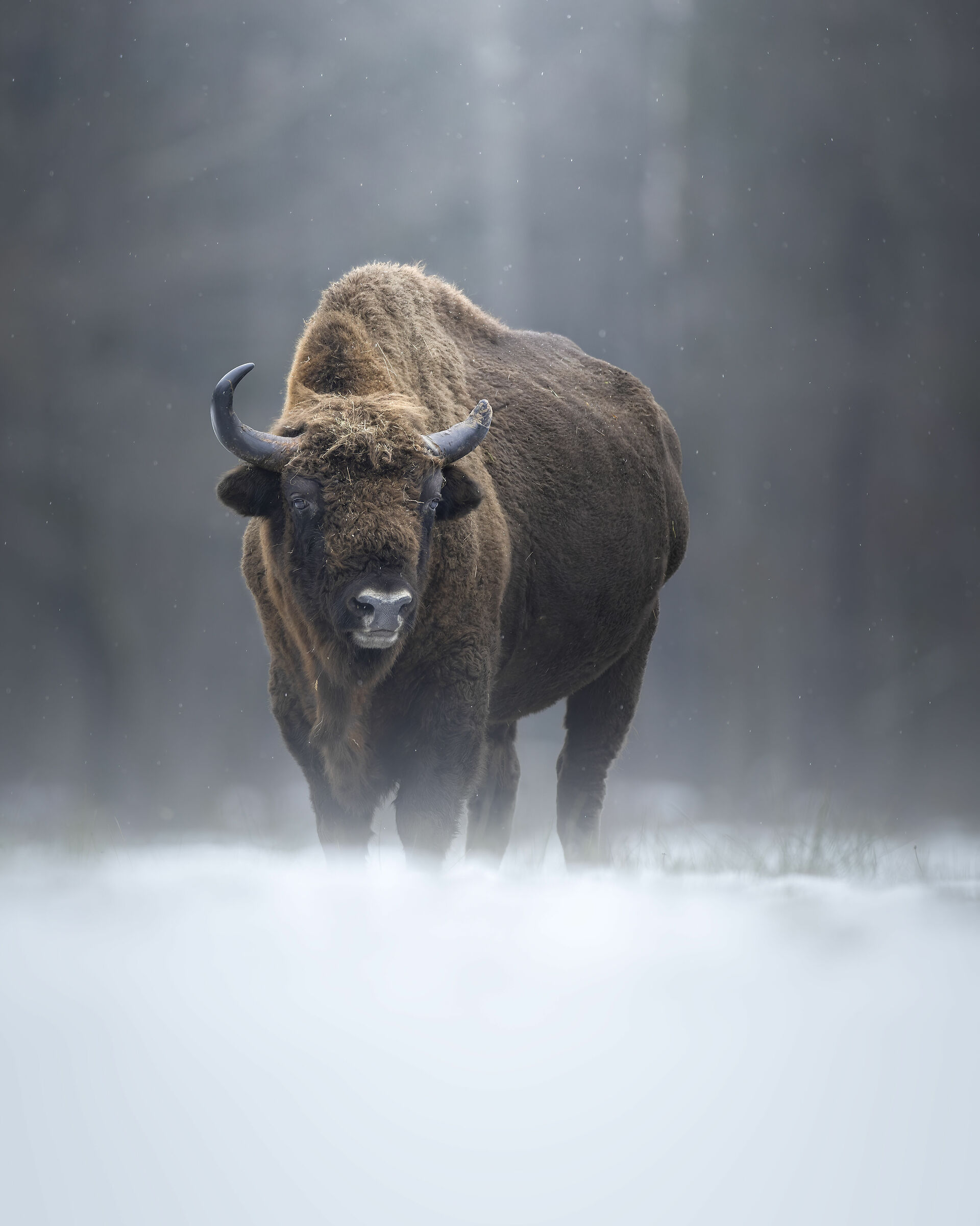The Guardian of the European Forests