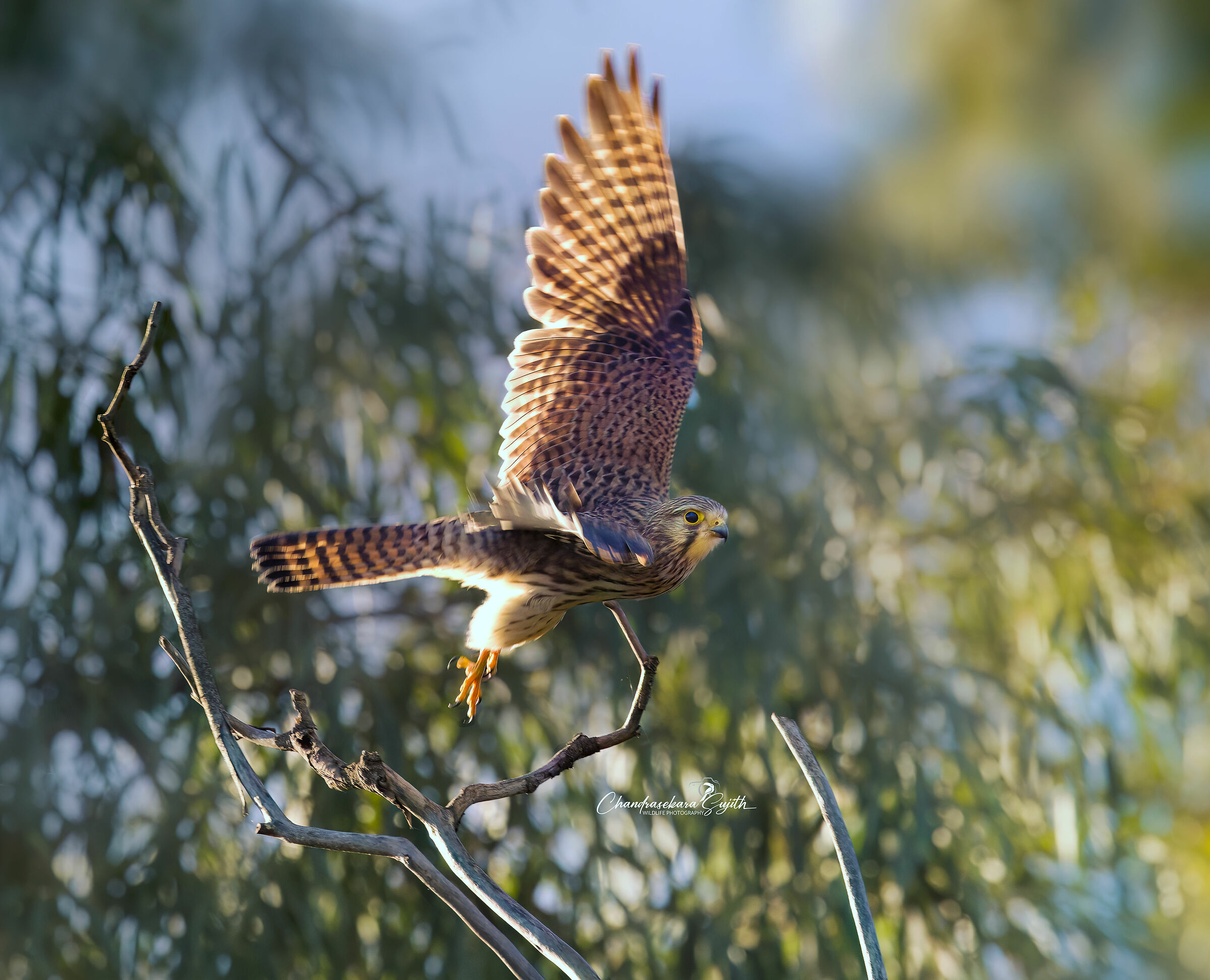kestrel