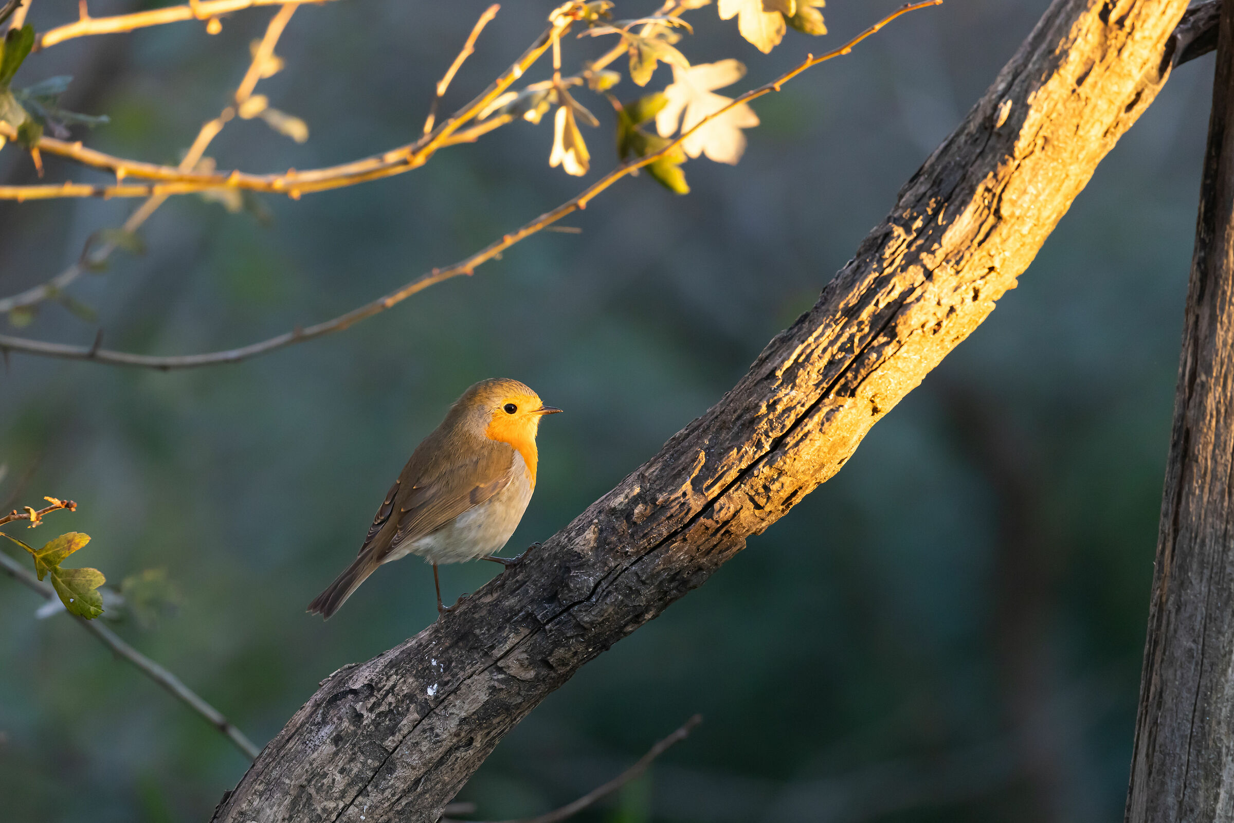 Pettirosso al tramonto