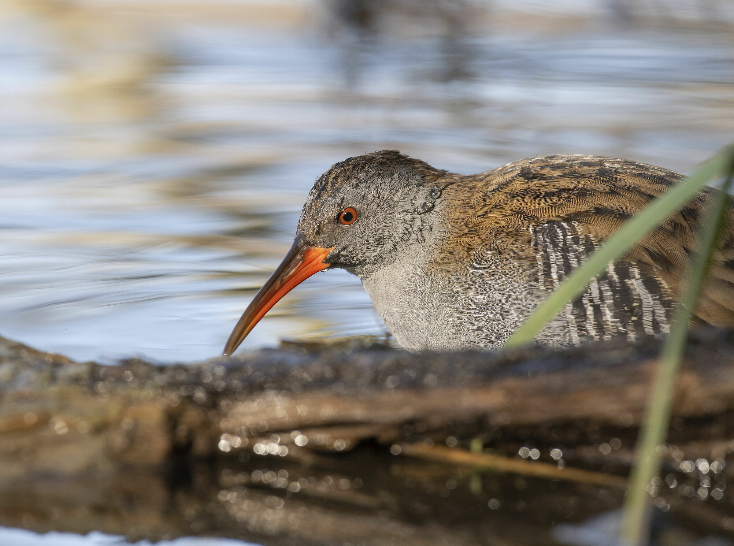 Water rail