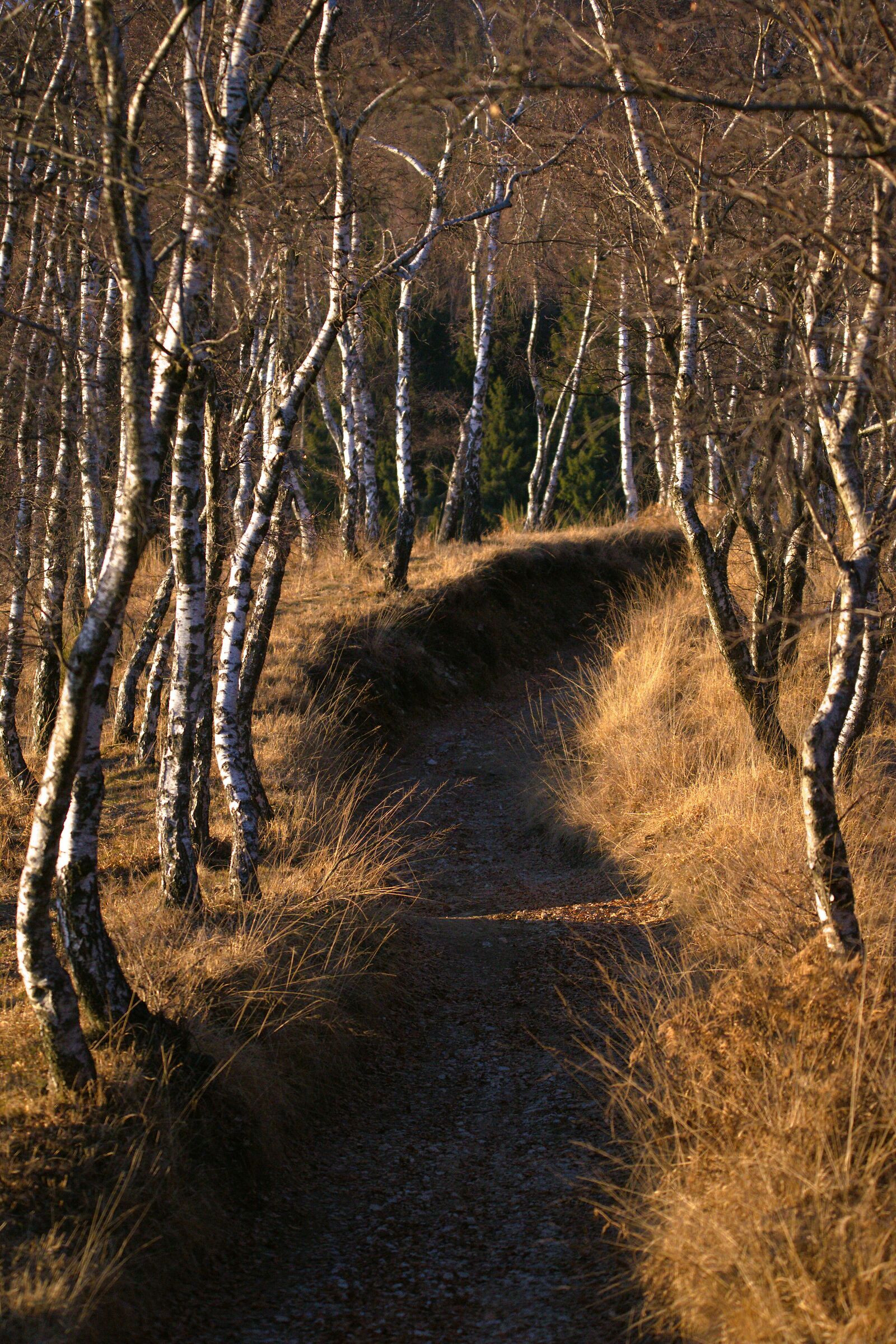 all'ombra delle betulle
