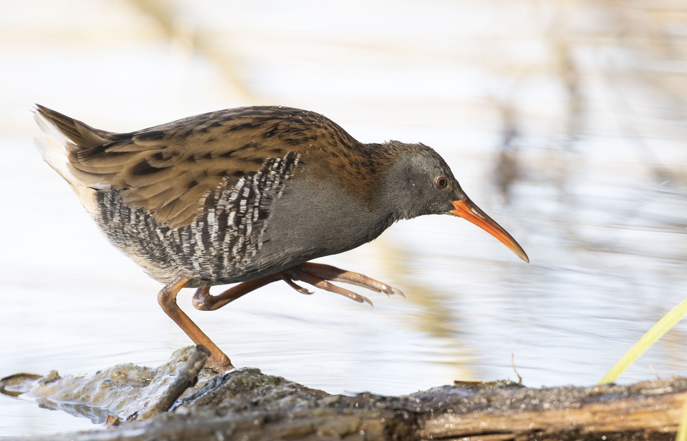 Hunting Water Rail - 2