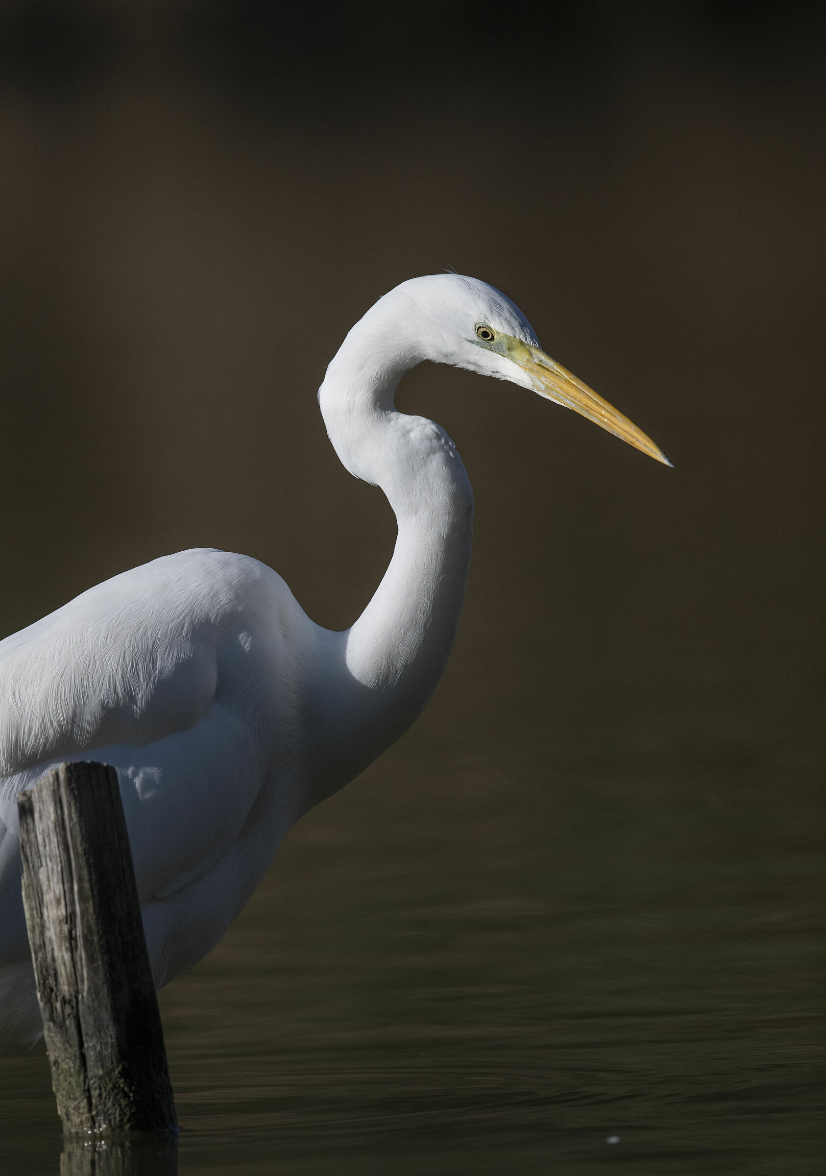 Airone bianco maggiore - ritratto