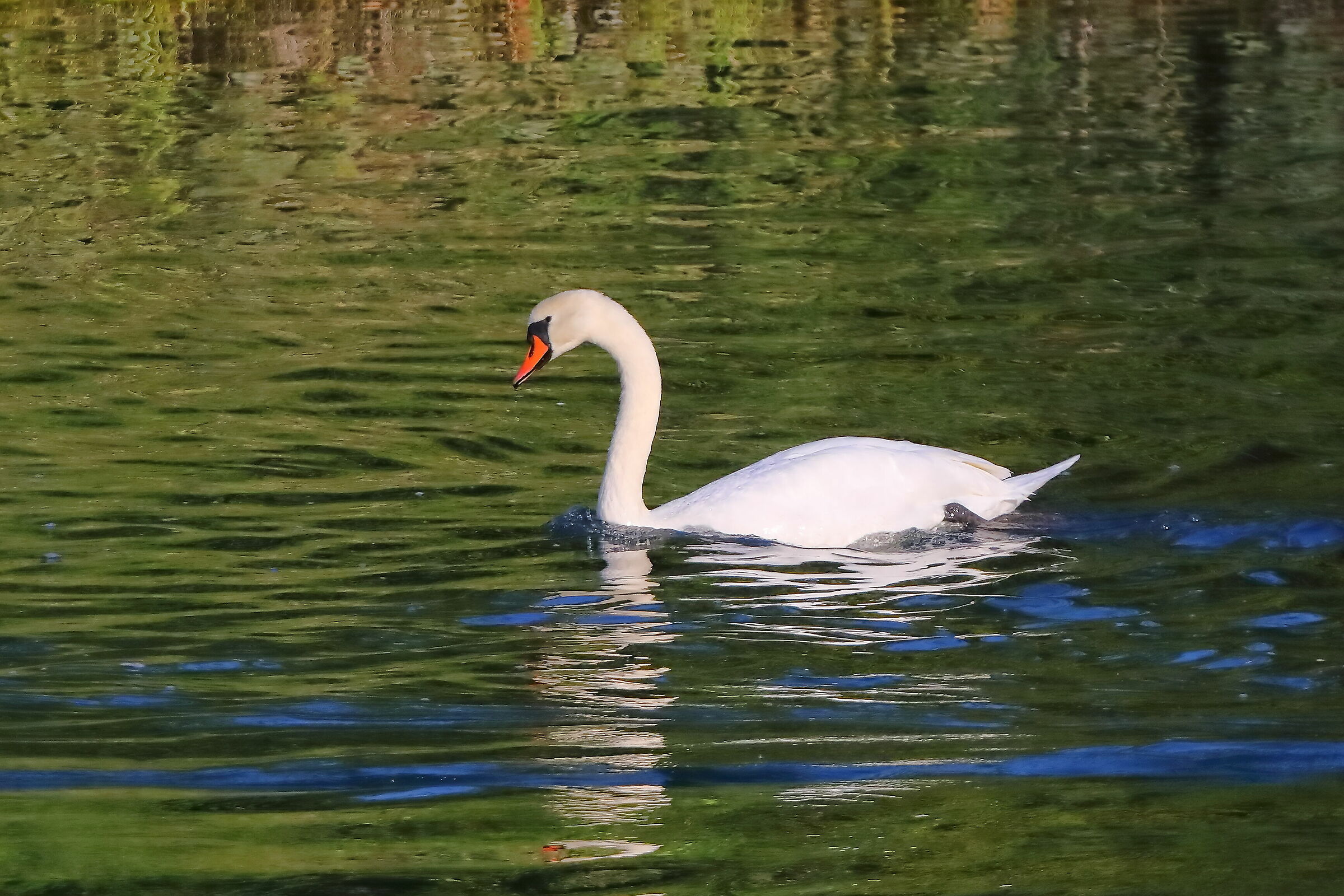 Swan 07-10-2023
