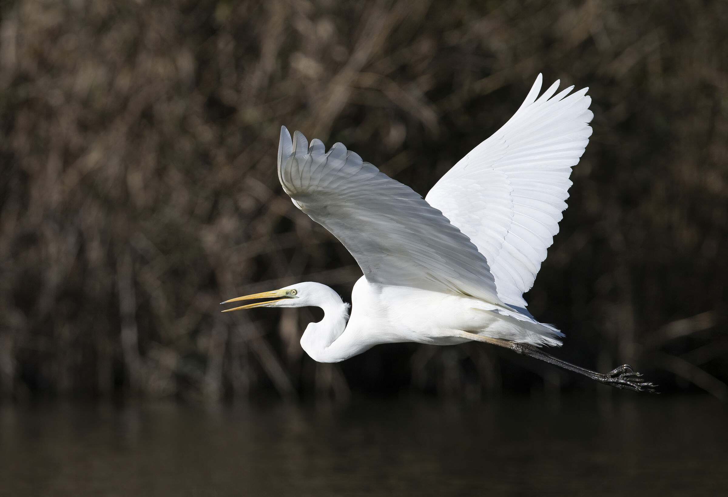 Great White Herons - in flight