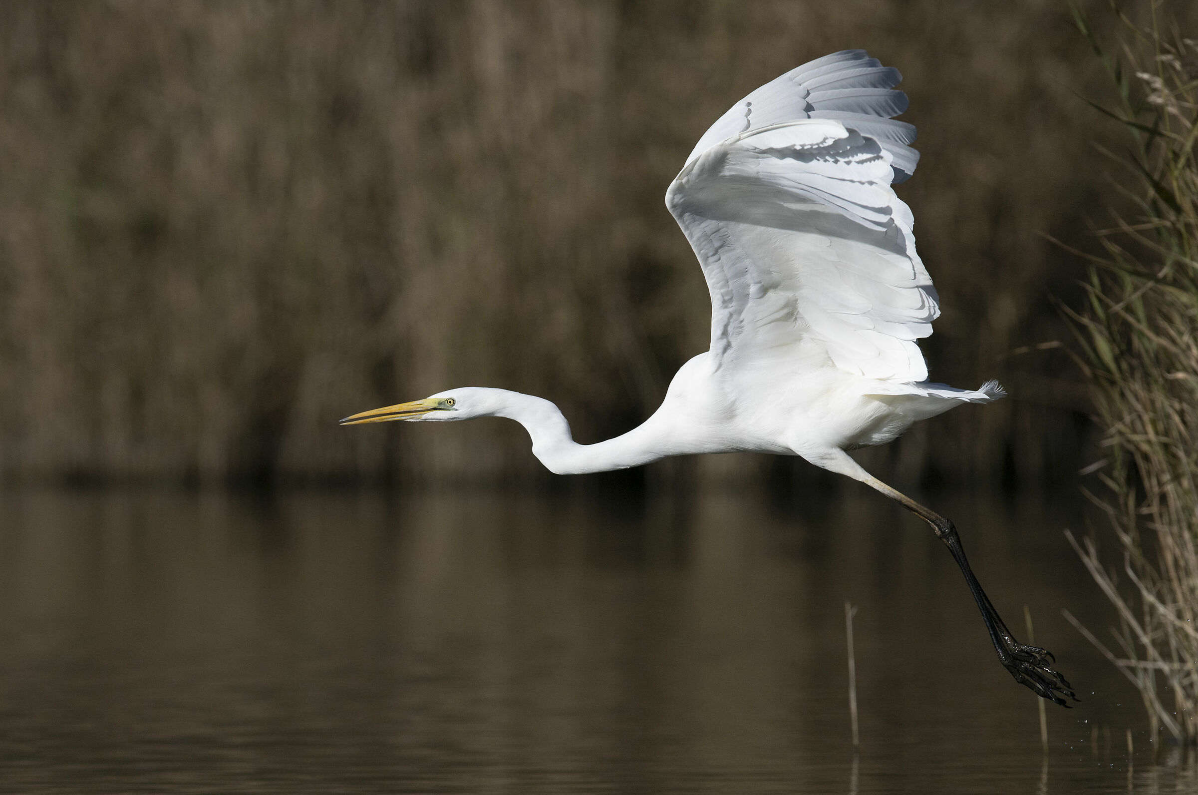 Great White Heron - Deadlift