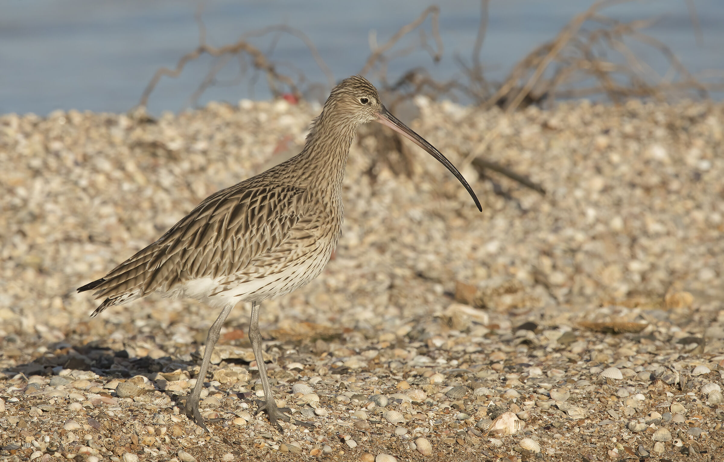 Curlew (Numenius arquata)