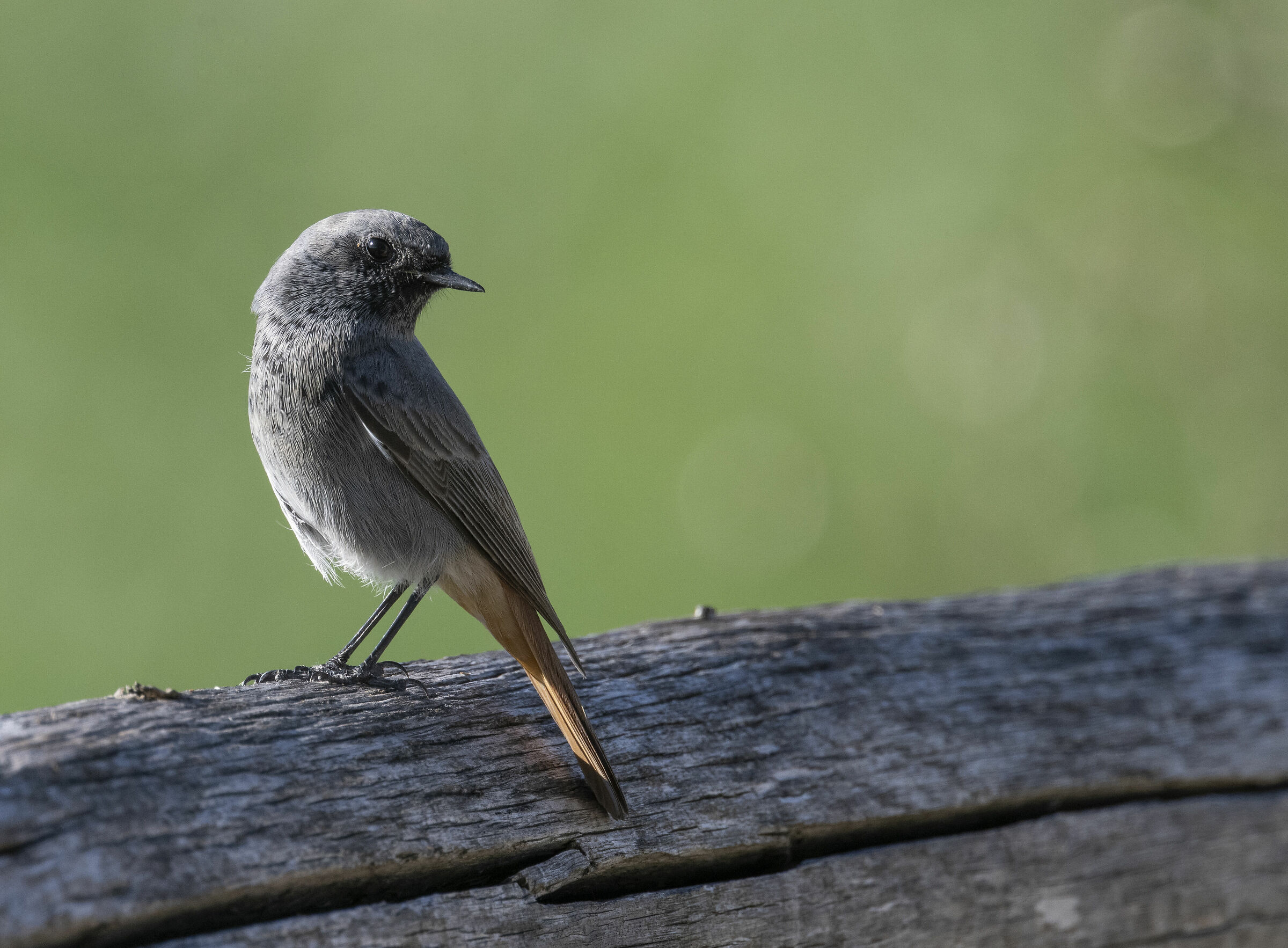 Black redstart