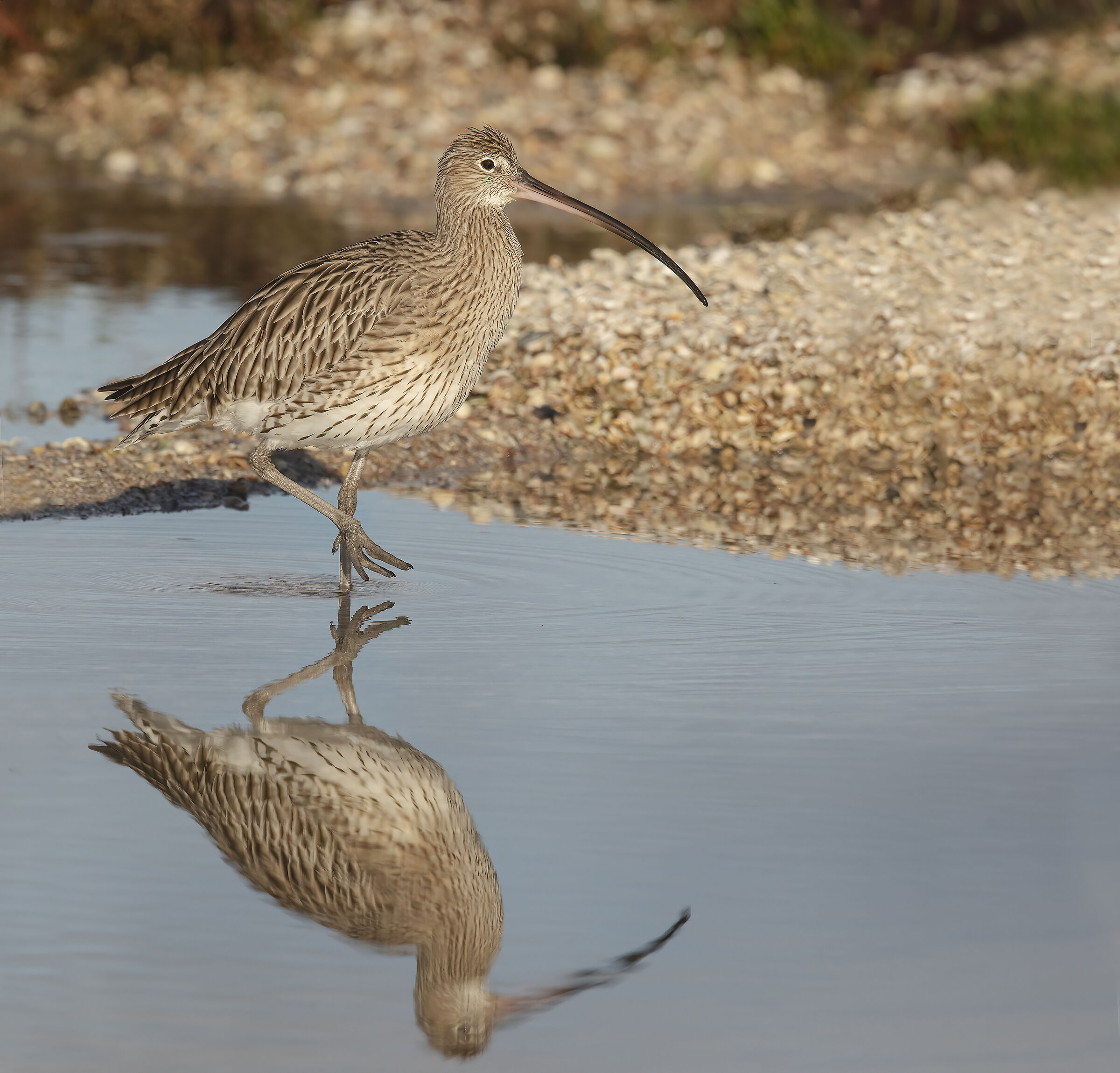 Curlew (Numenius arquata)