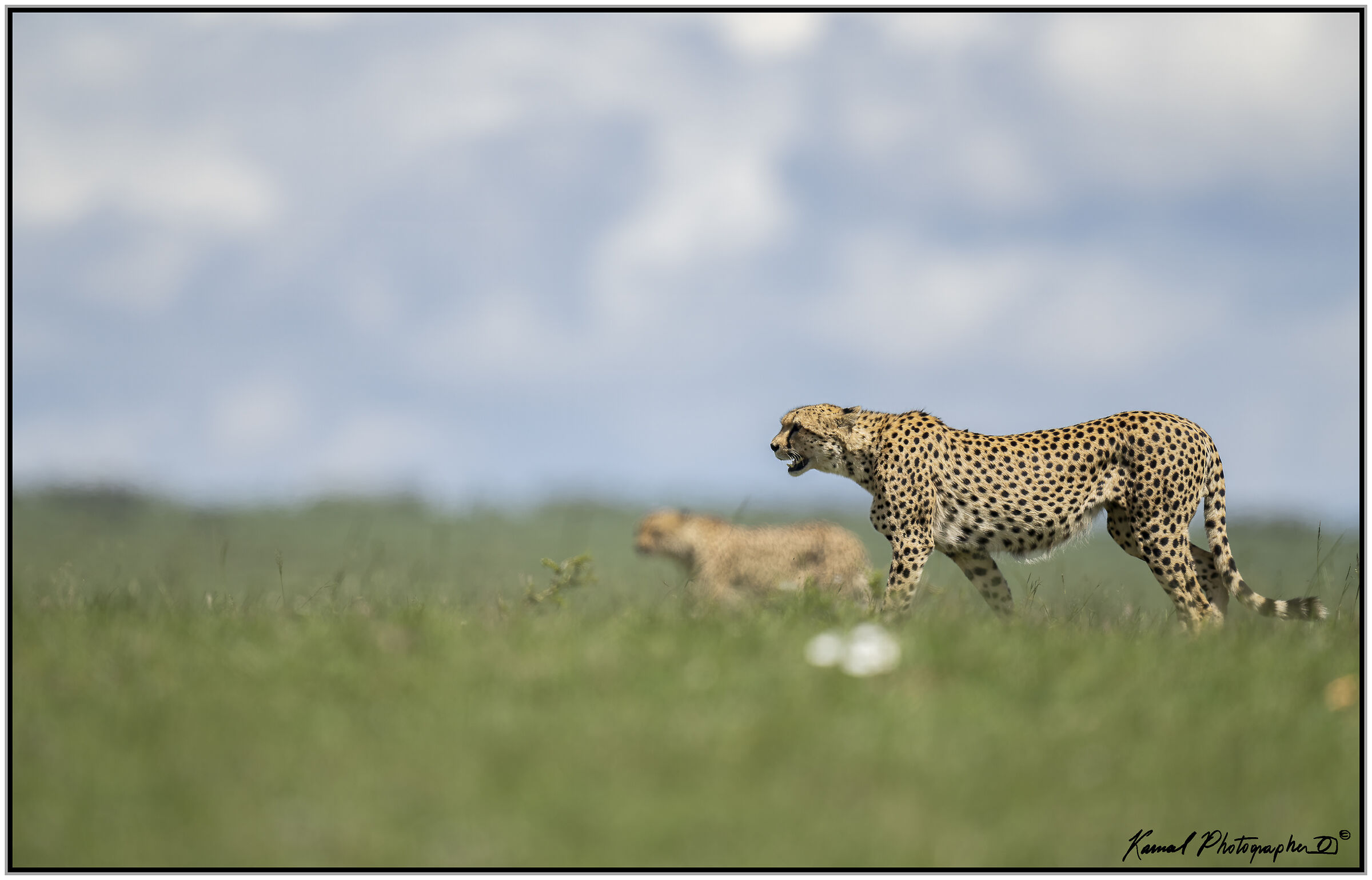 Ghepardo (Acinonyx jubatus)