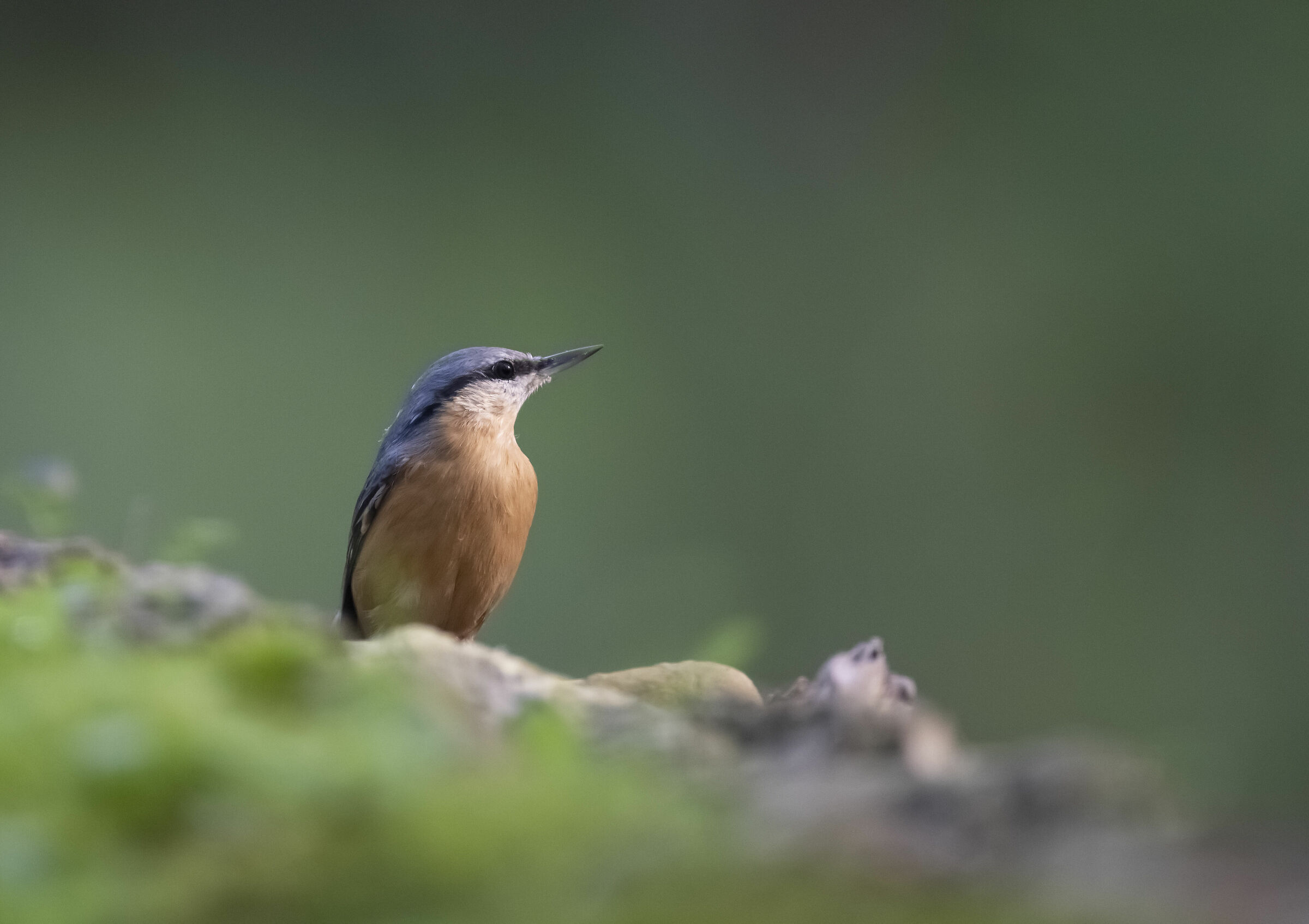 Wood nuthatch