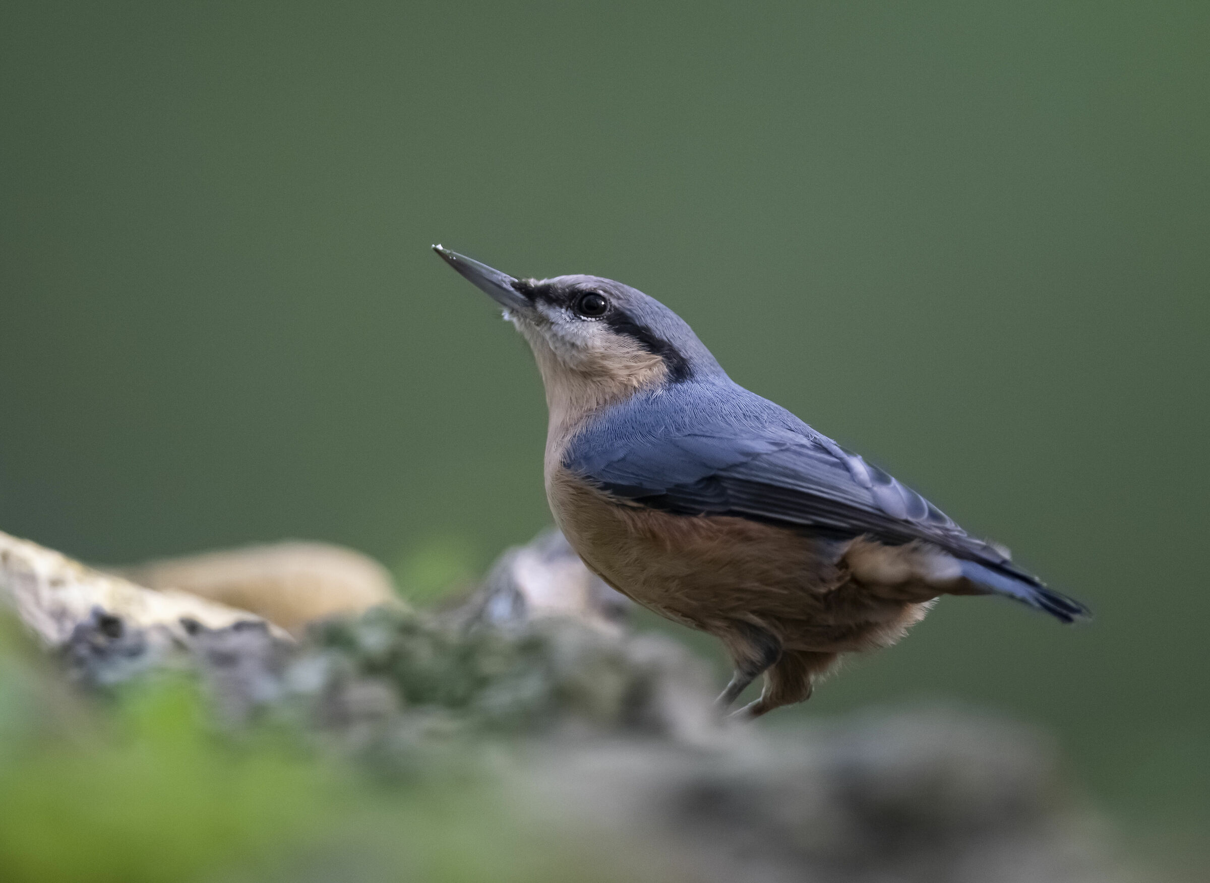 Nuthatch - 2