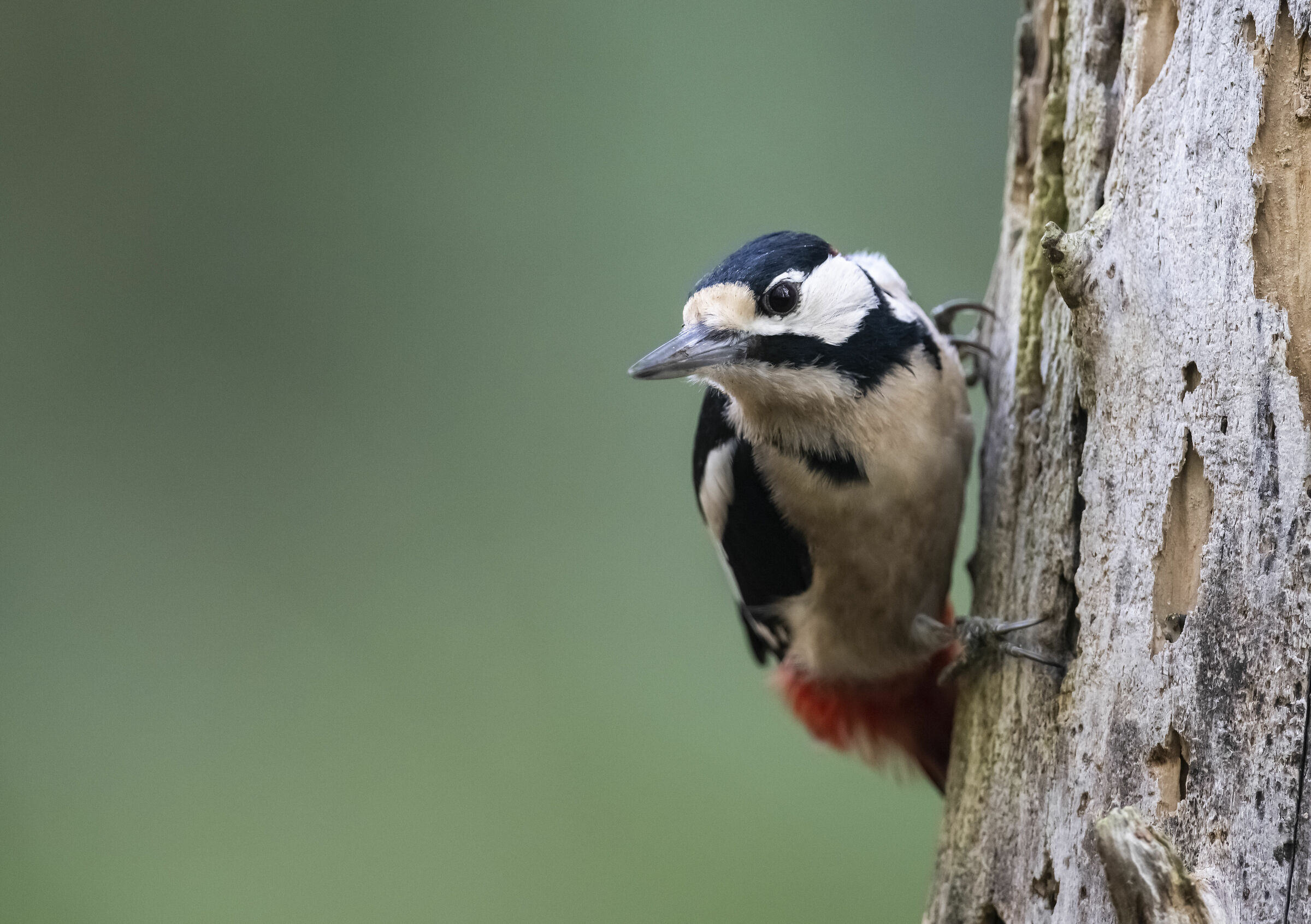 Great spotted woodpecker