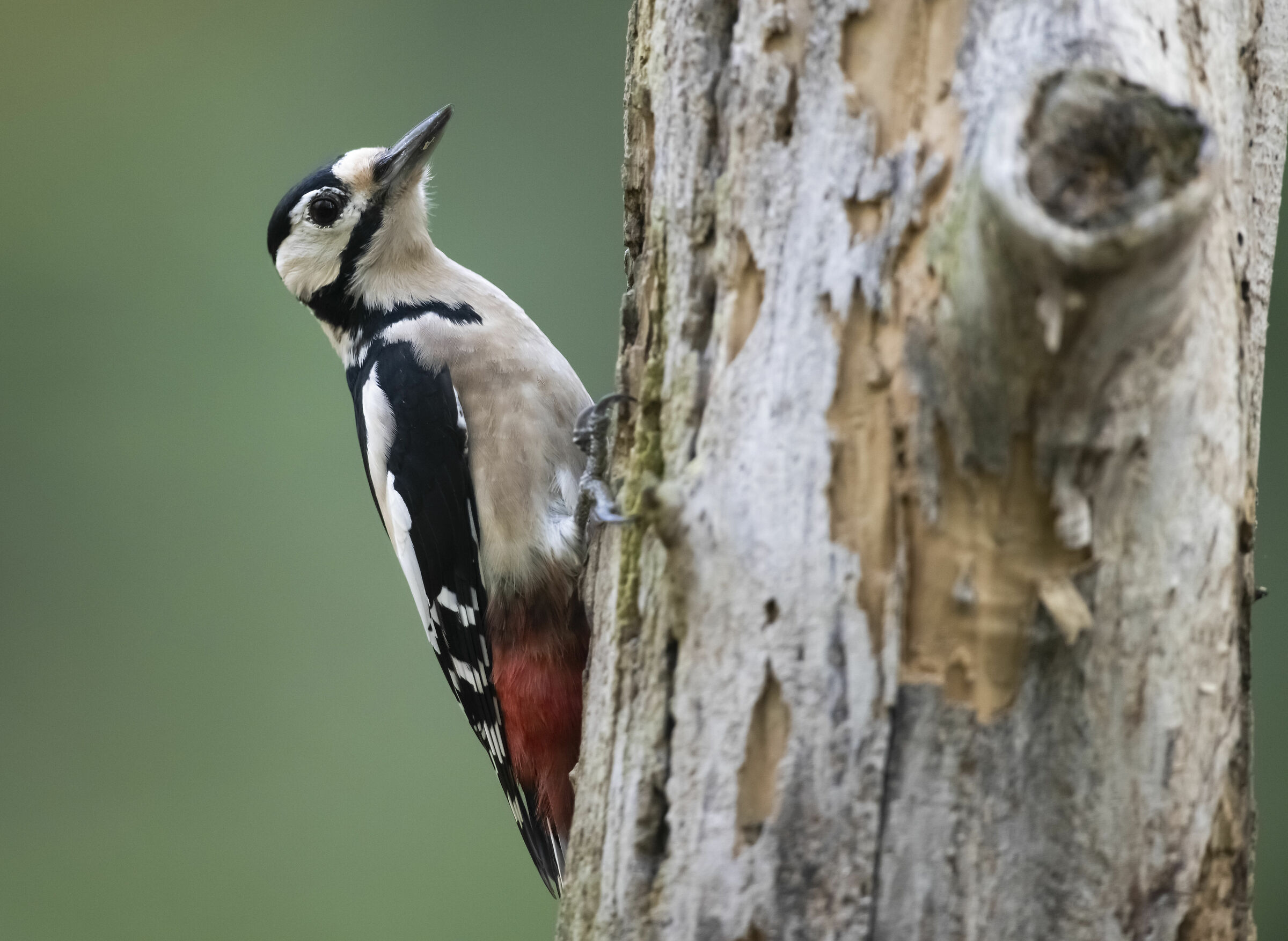 Great spotted woodpecker - 2