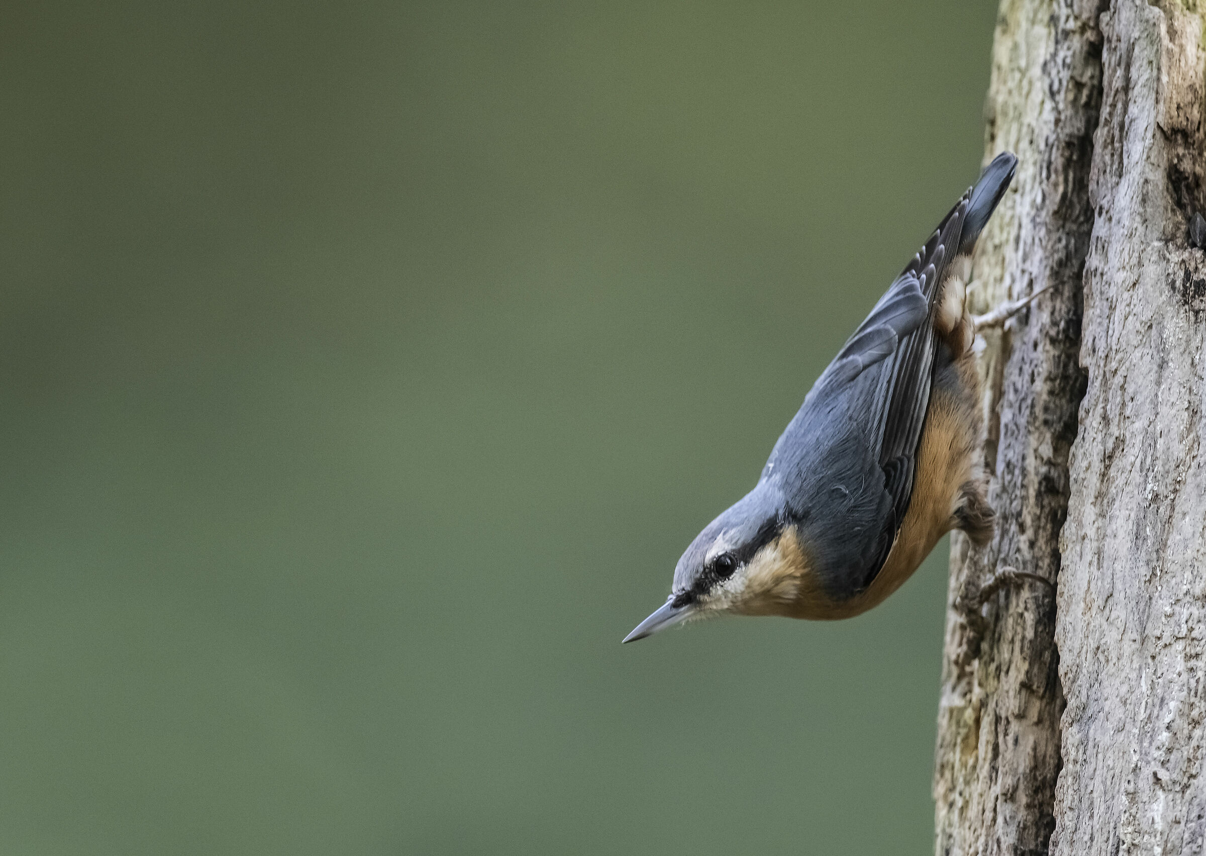 Nuthatch posing