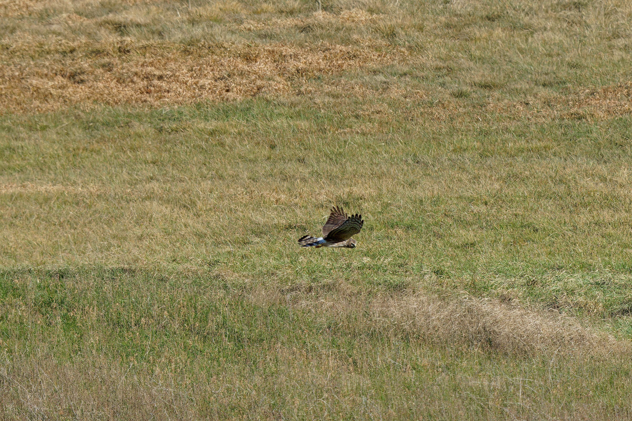 Albanella reale (femmina)