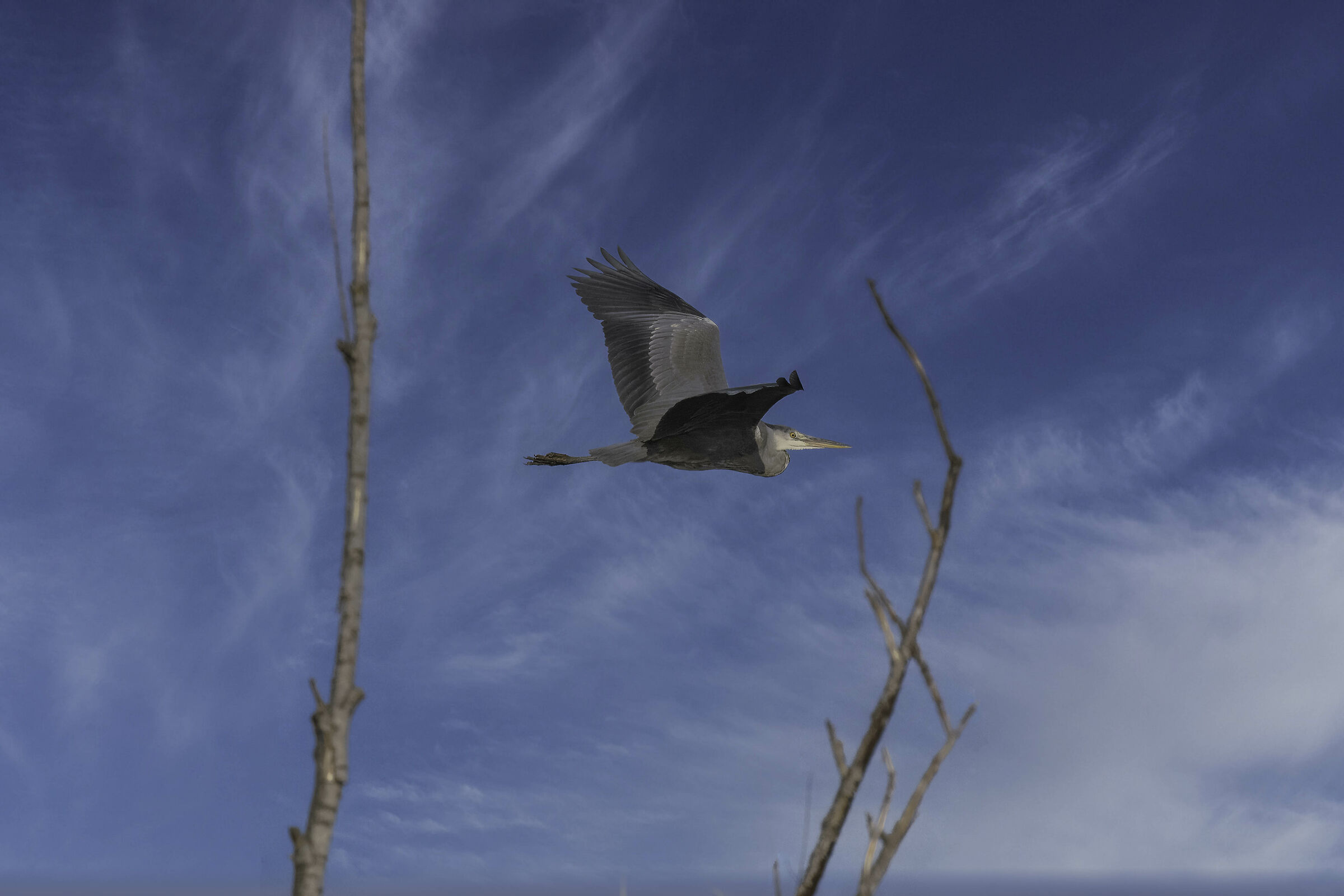 Stagno Fontanej, Pianezza (TO) Airone