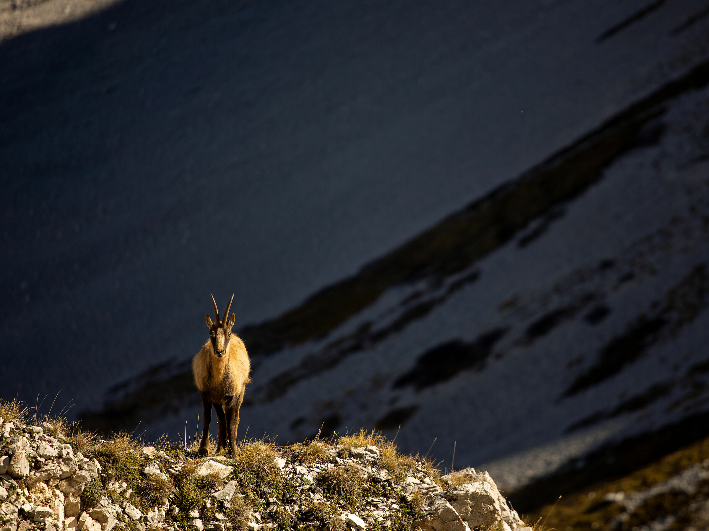 fauna