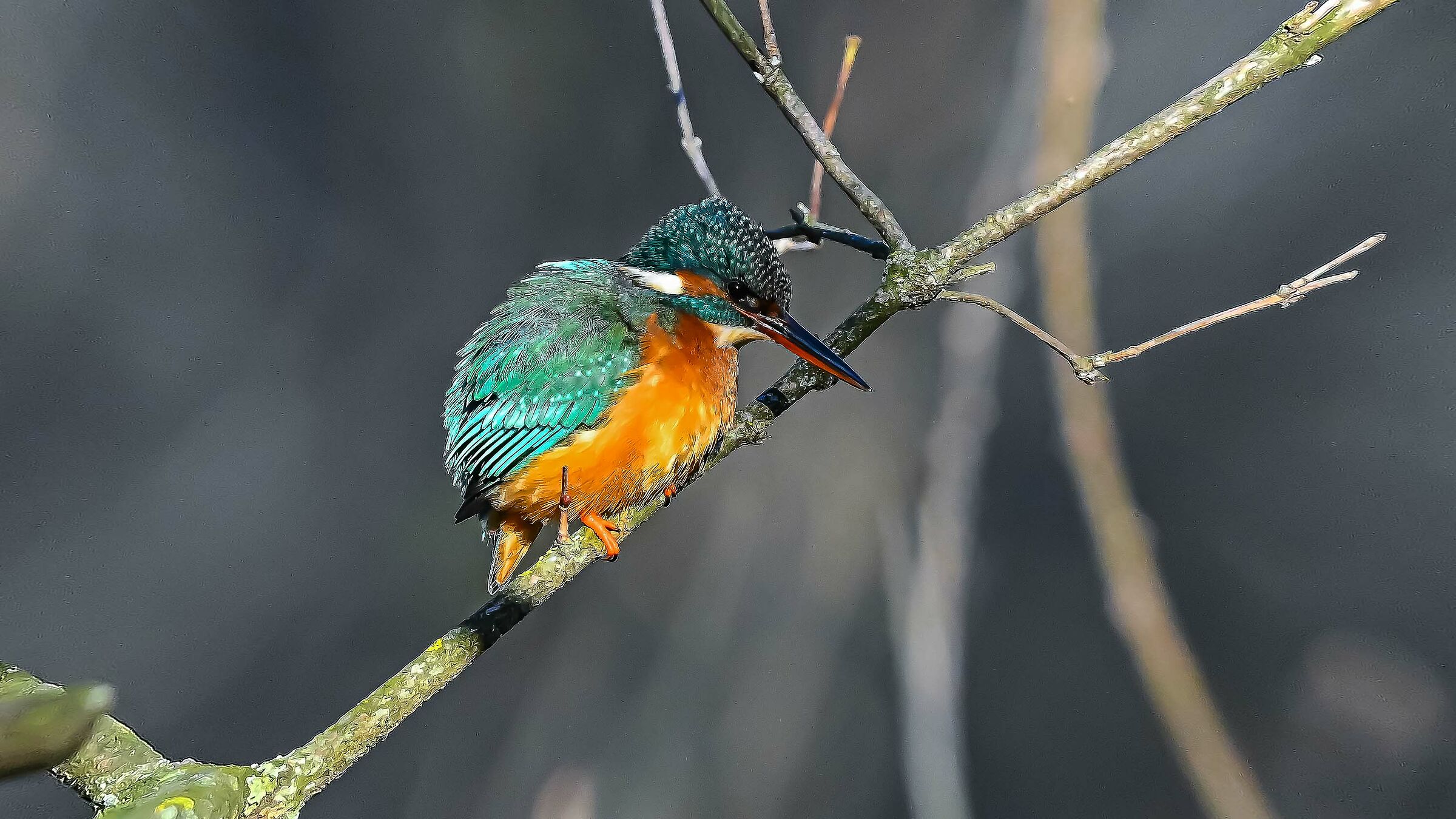 Aveva freddo anche la Martina. mattina ta freschina