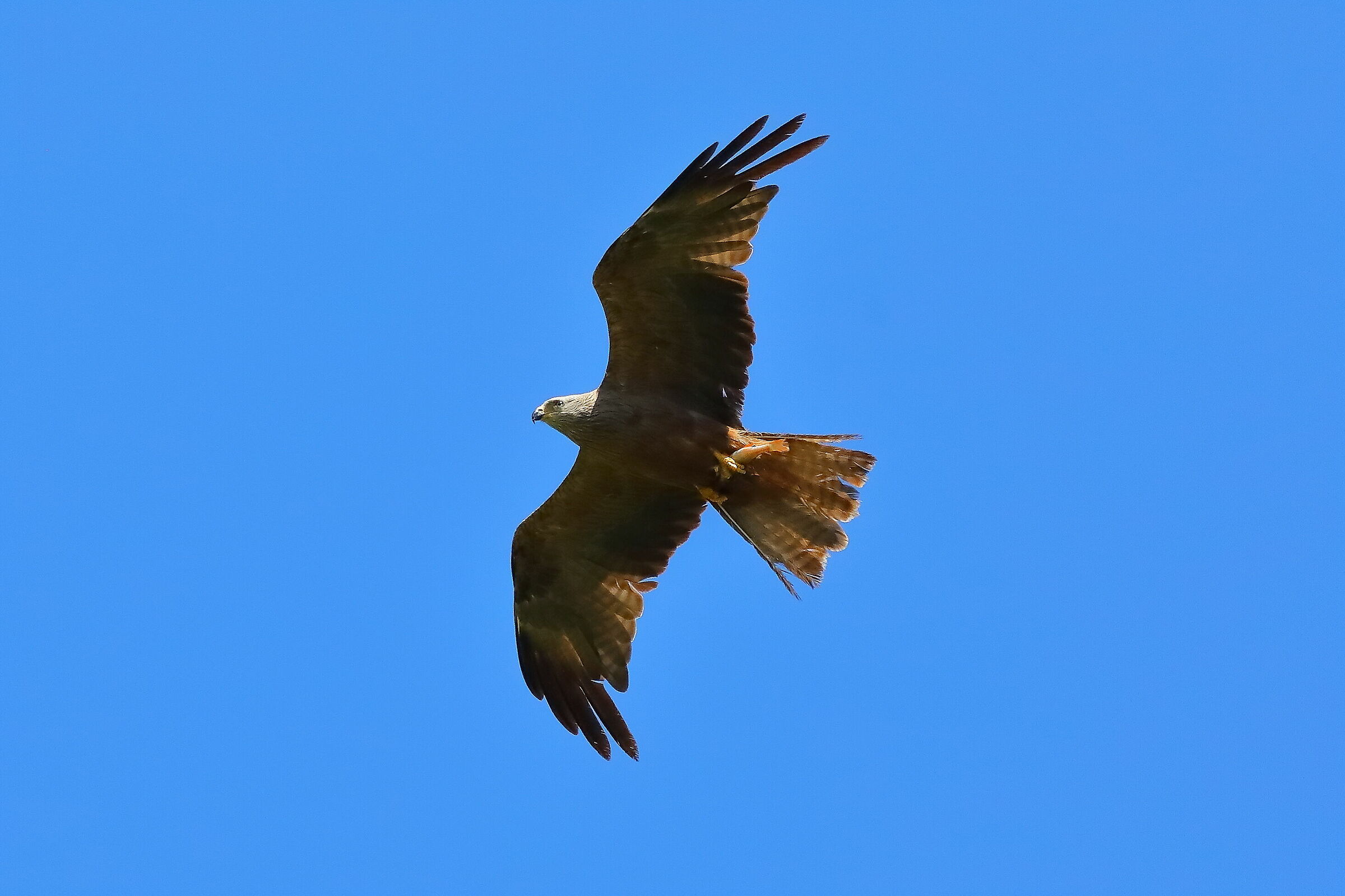 Black Kite 07-08-2023