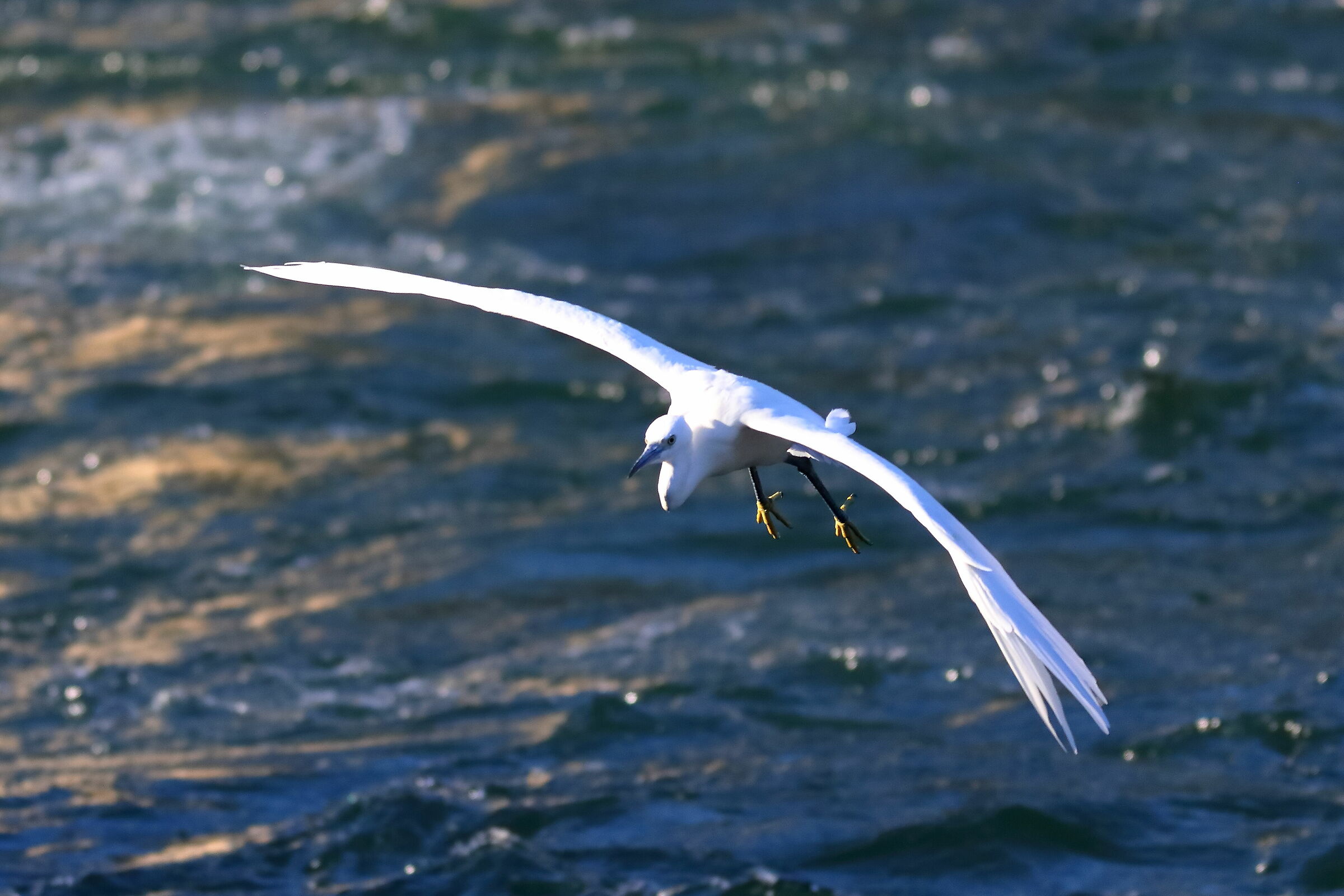 Little Egret 08-08-2023
