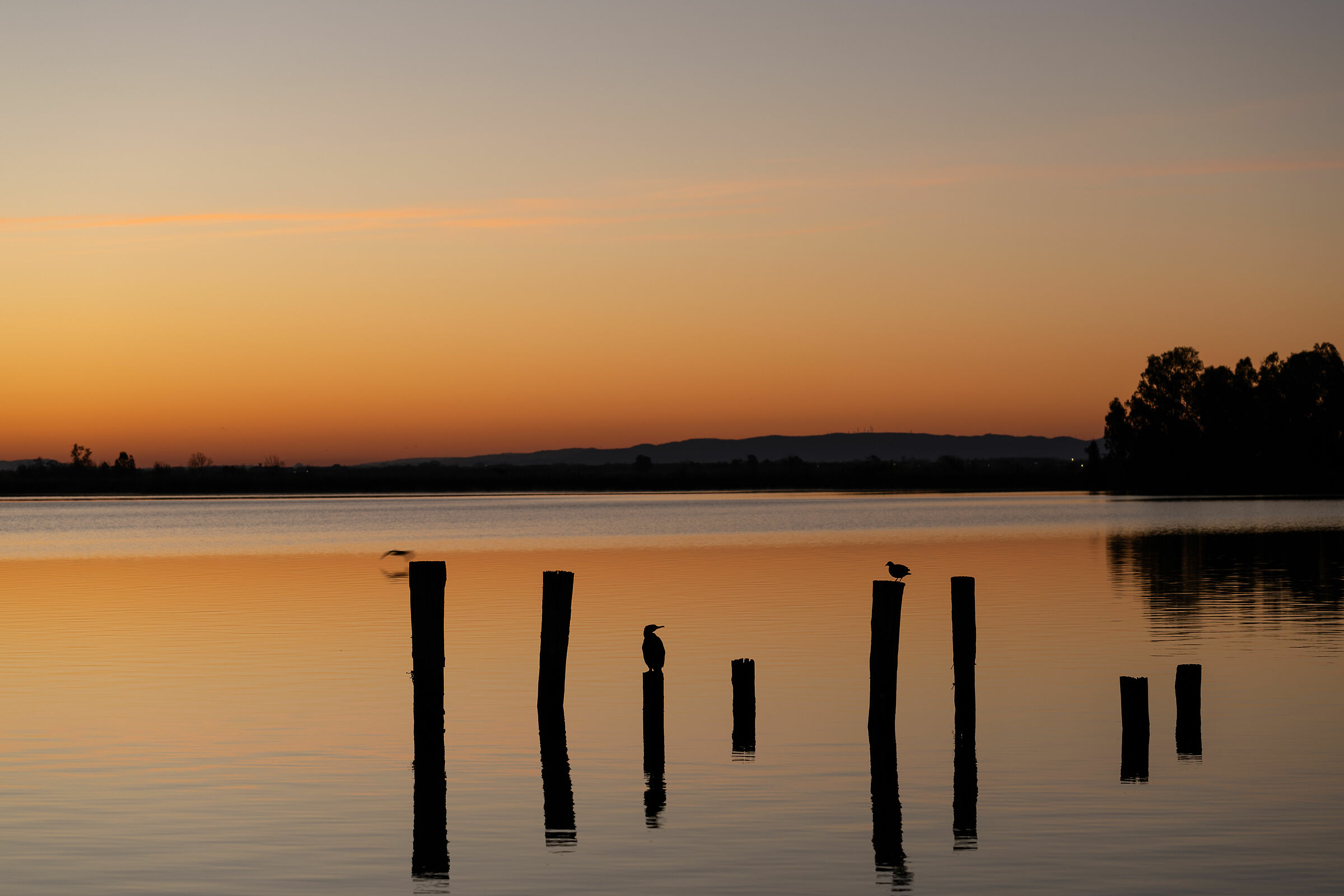 Torre del lago Puccini