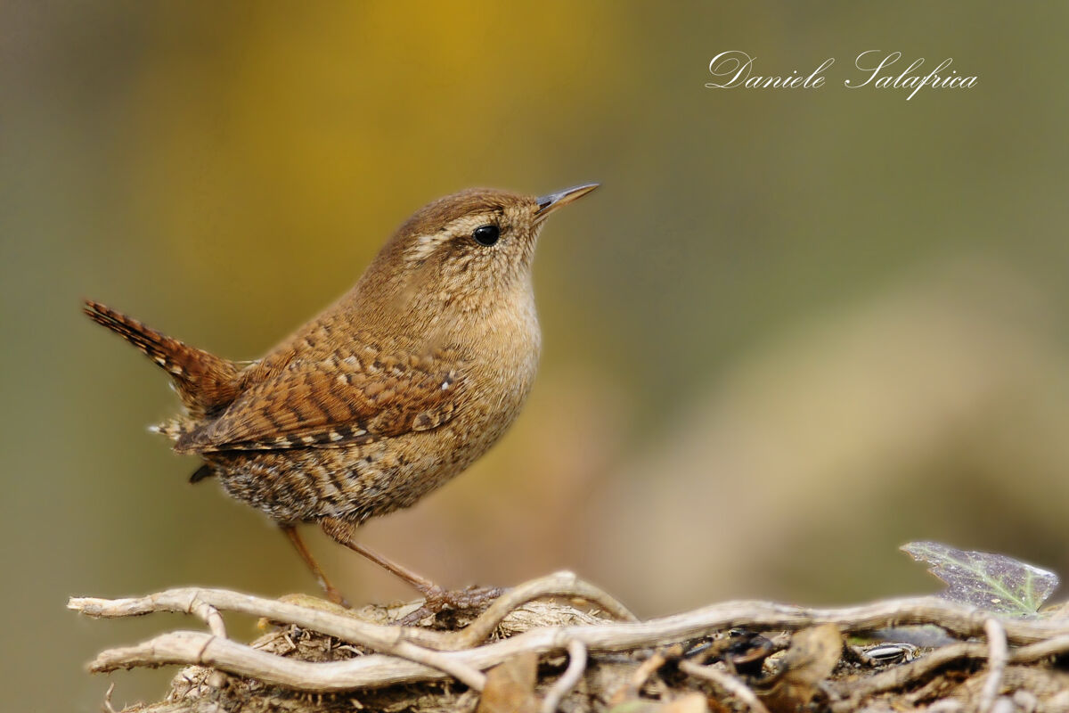 Wren