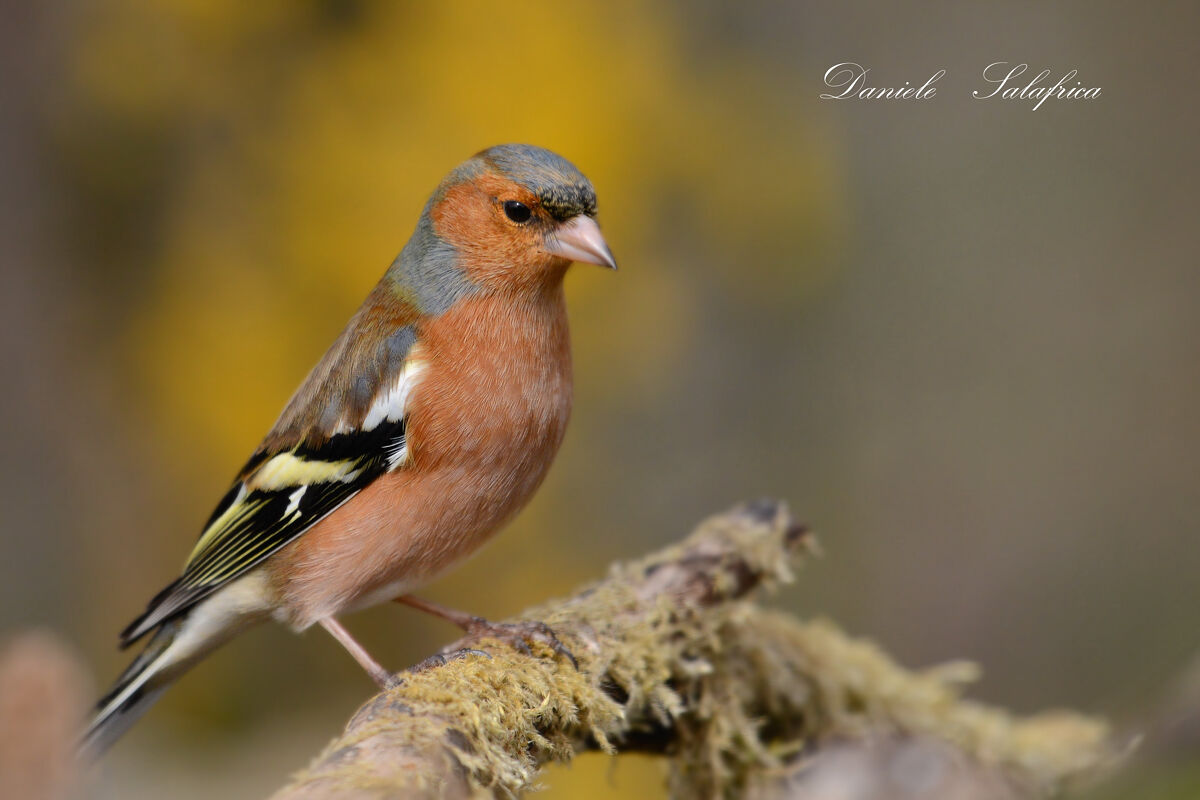 Chaffinch