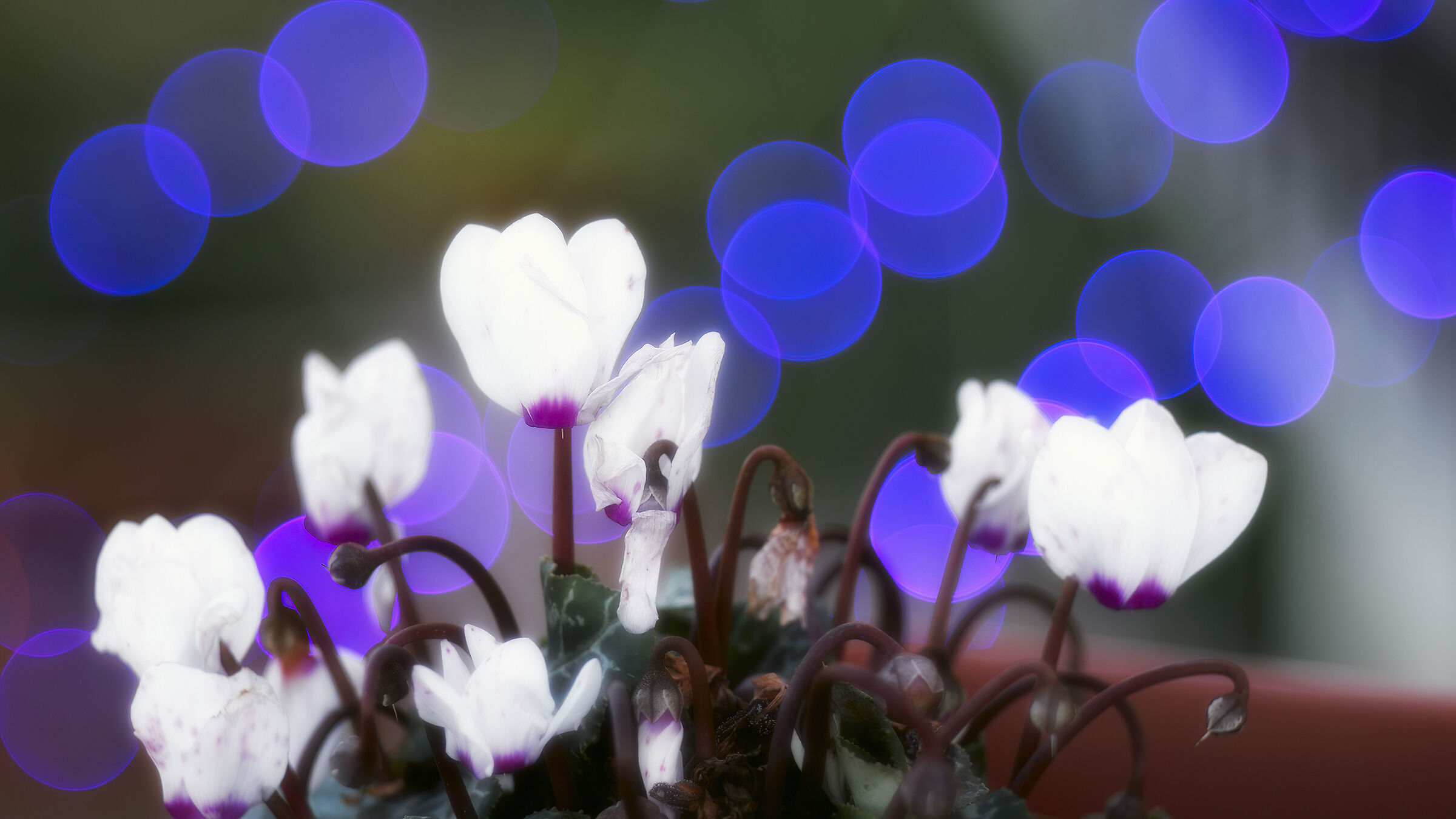 il trioplan dei poveri2