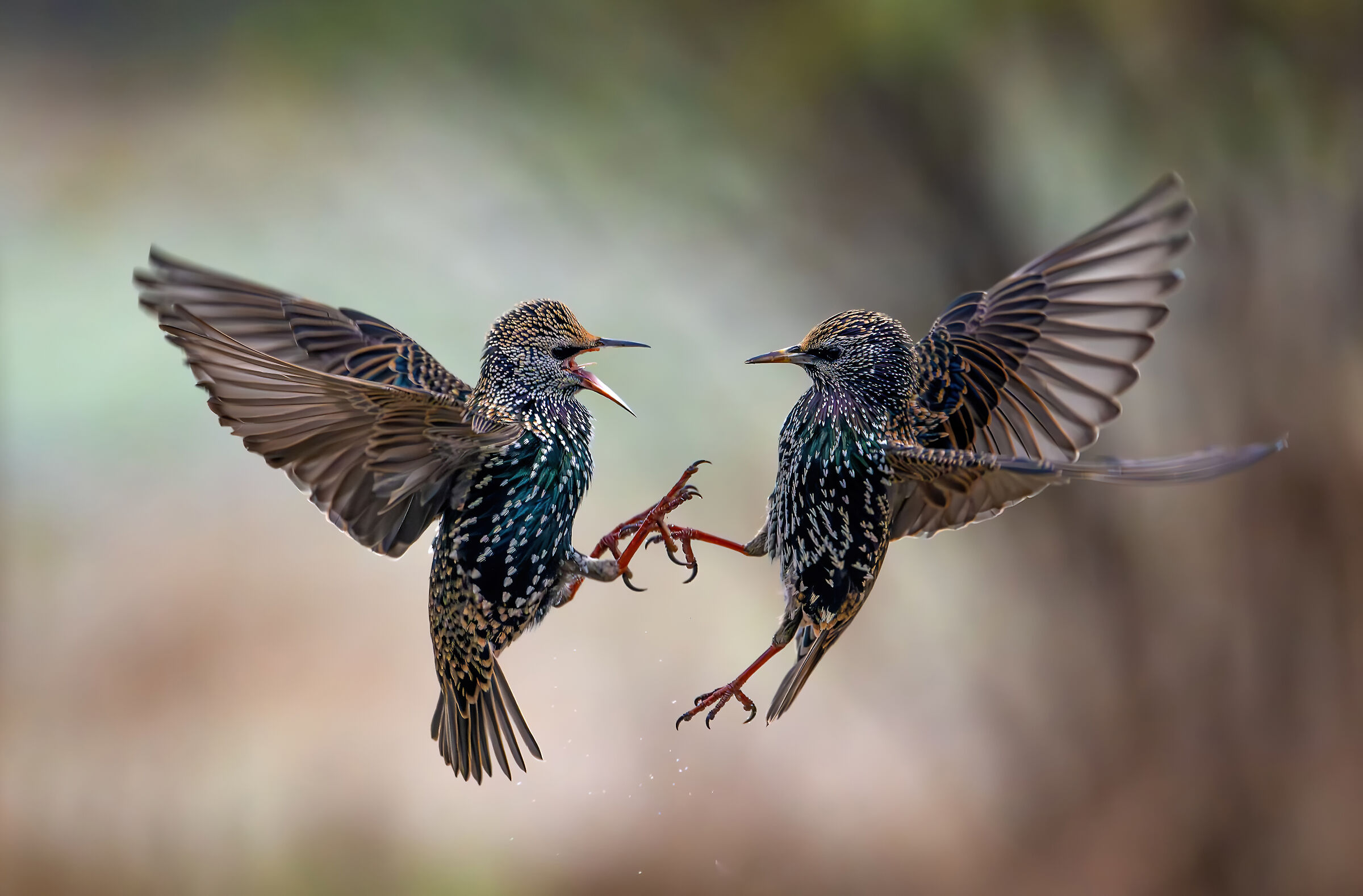 Duel at altitude Stornelli #capannocora