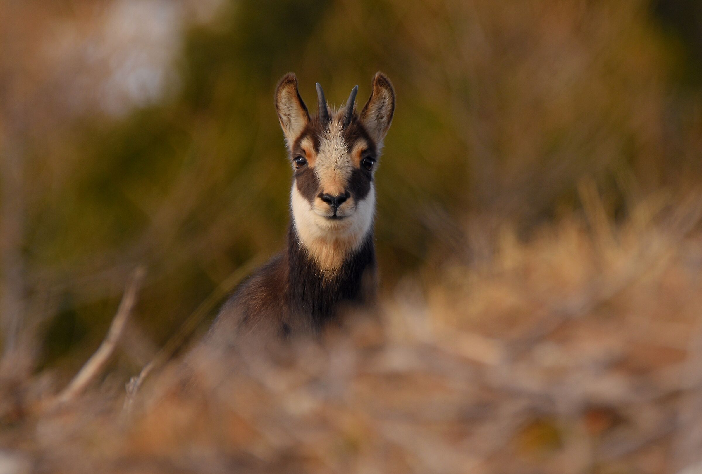 Camoscio alpino (Rupicapra rupicapra)