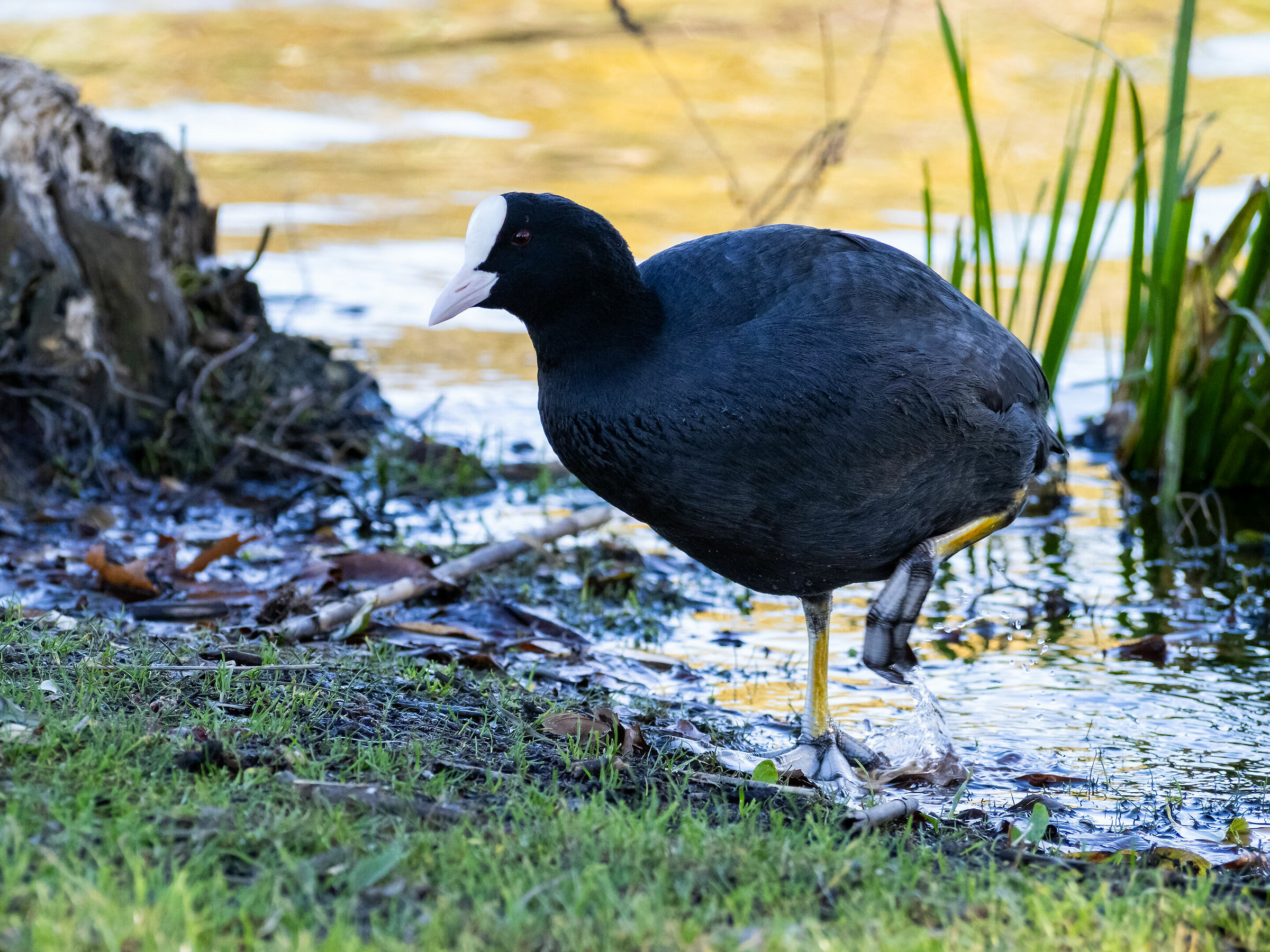 Folaga in uscita dall'acqua