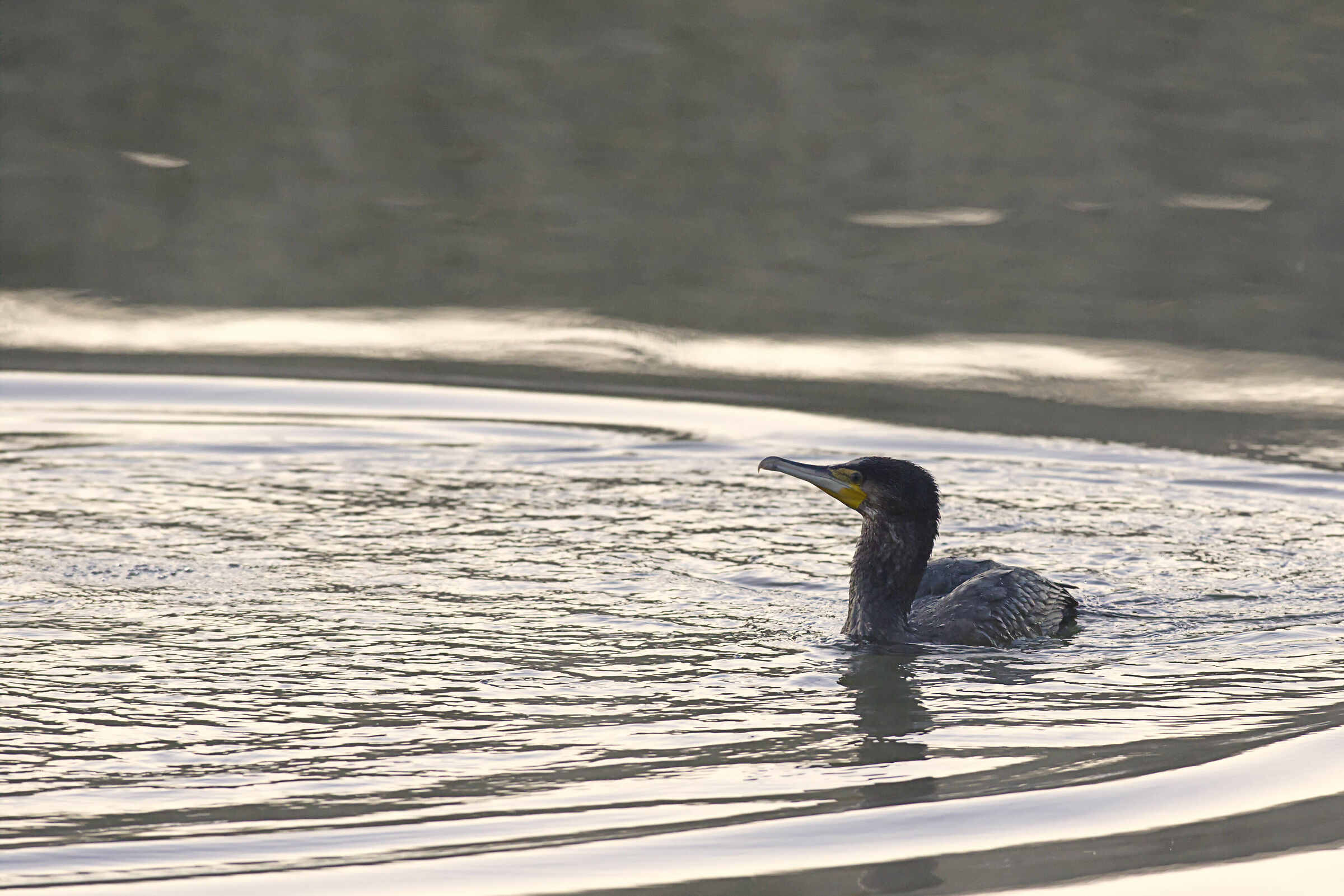 Il mio profilo migliore!!