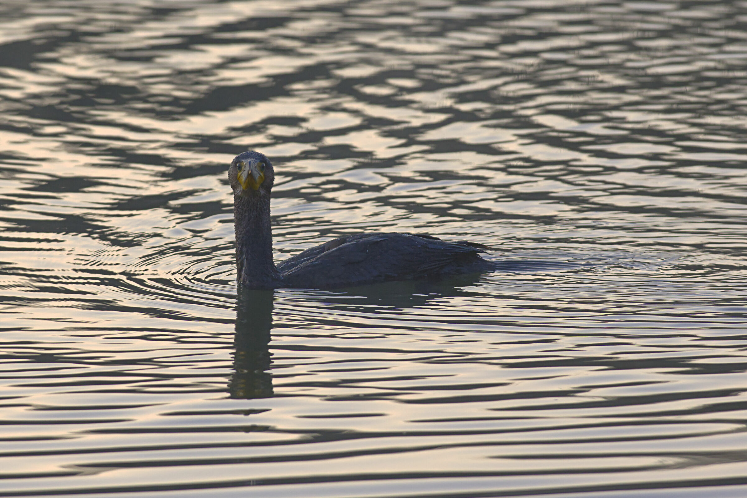 Il mostro di Loch Ness
