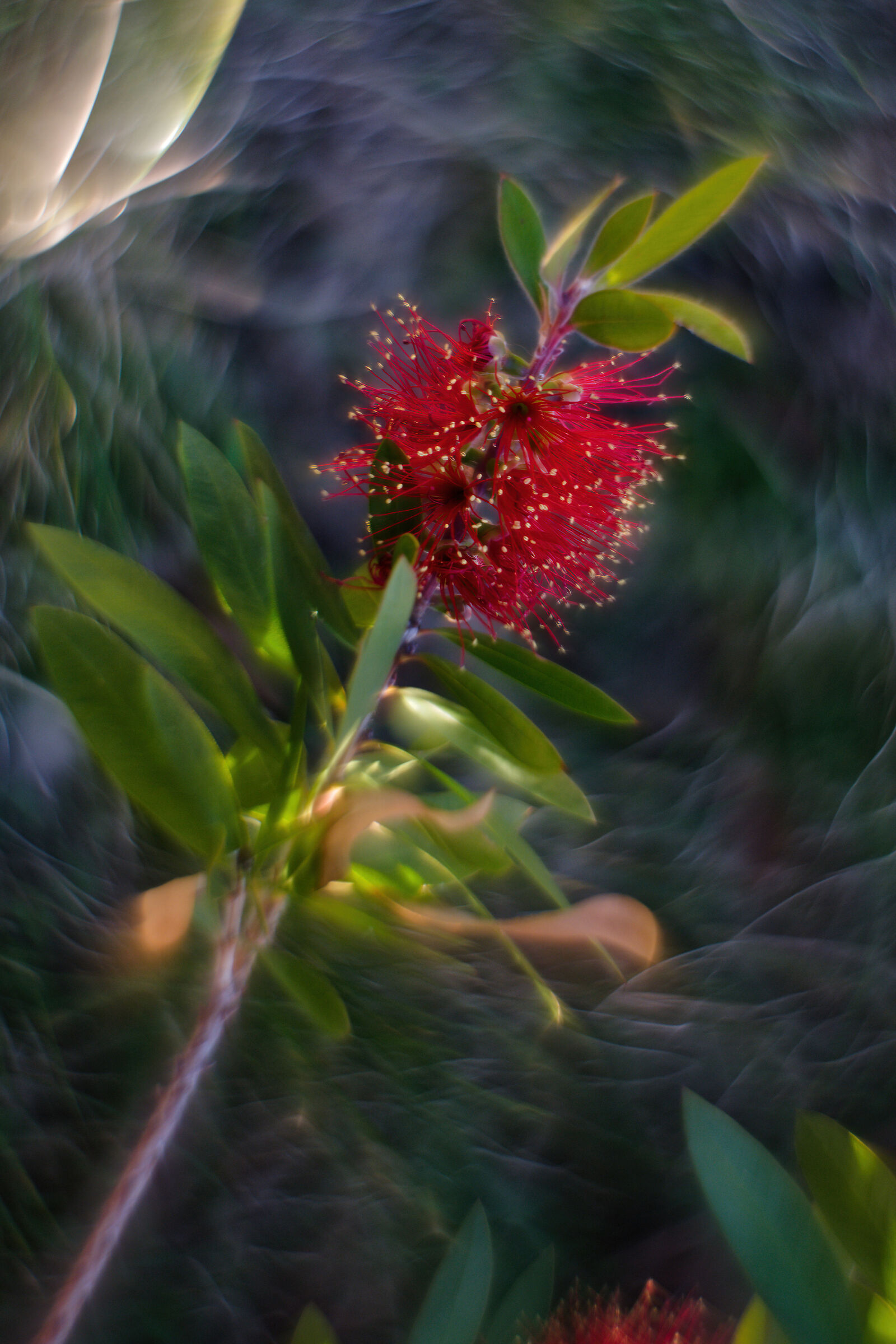 Callistemon
