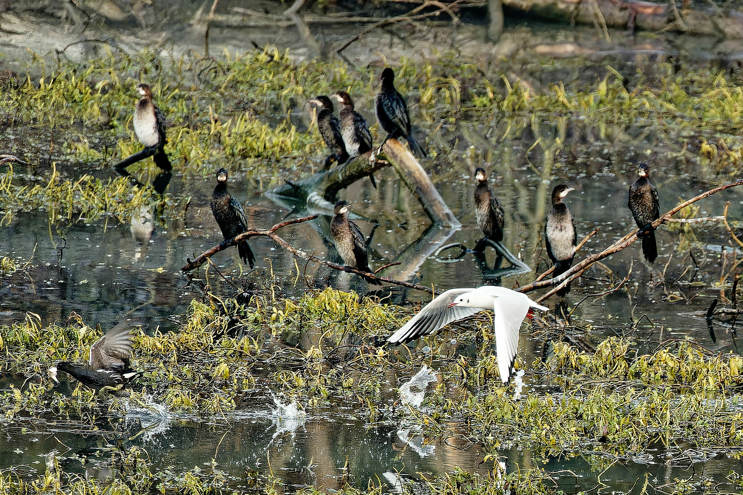 Il ladro di merendine....