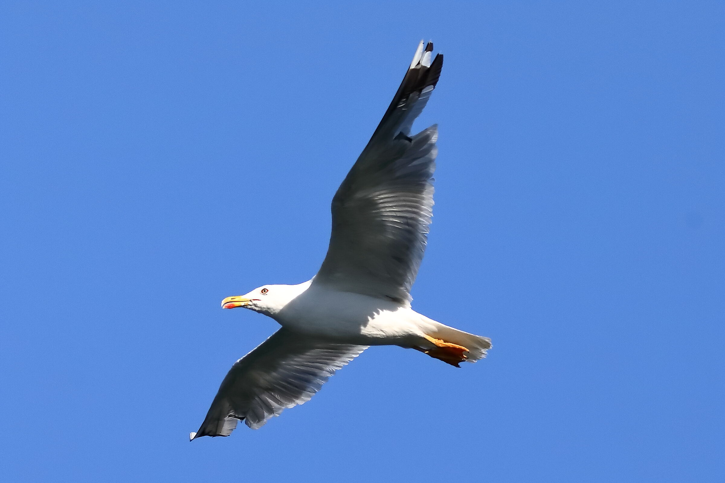 Ground gull 09-08-2023