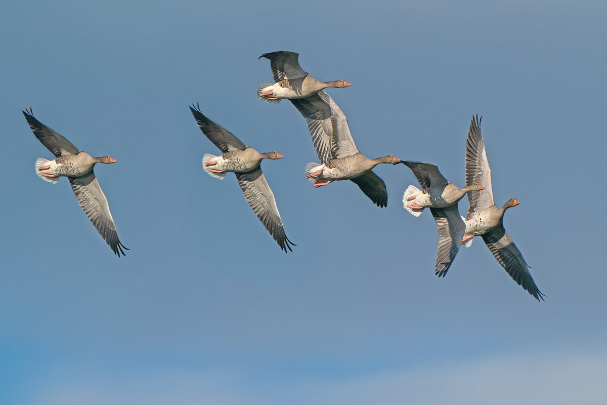 Greylag goose