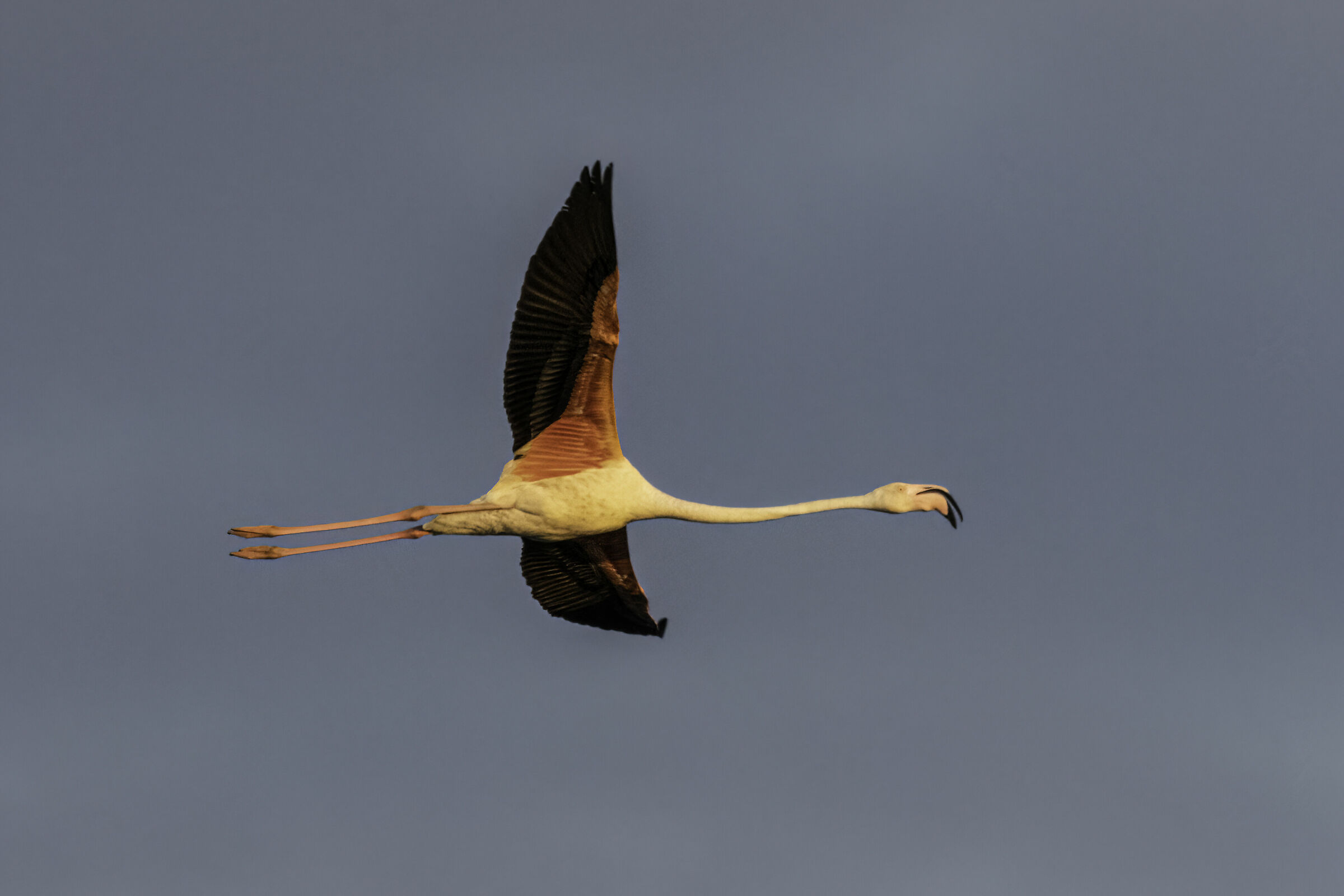 In flight